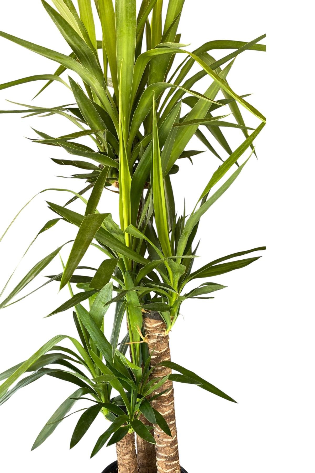 3 Gövdeli Yuka Bitkisi Large 140-150 cm(Avize Çiçeği]