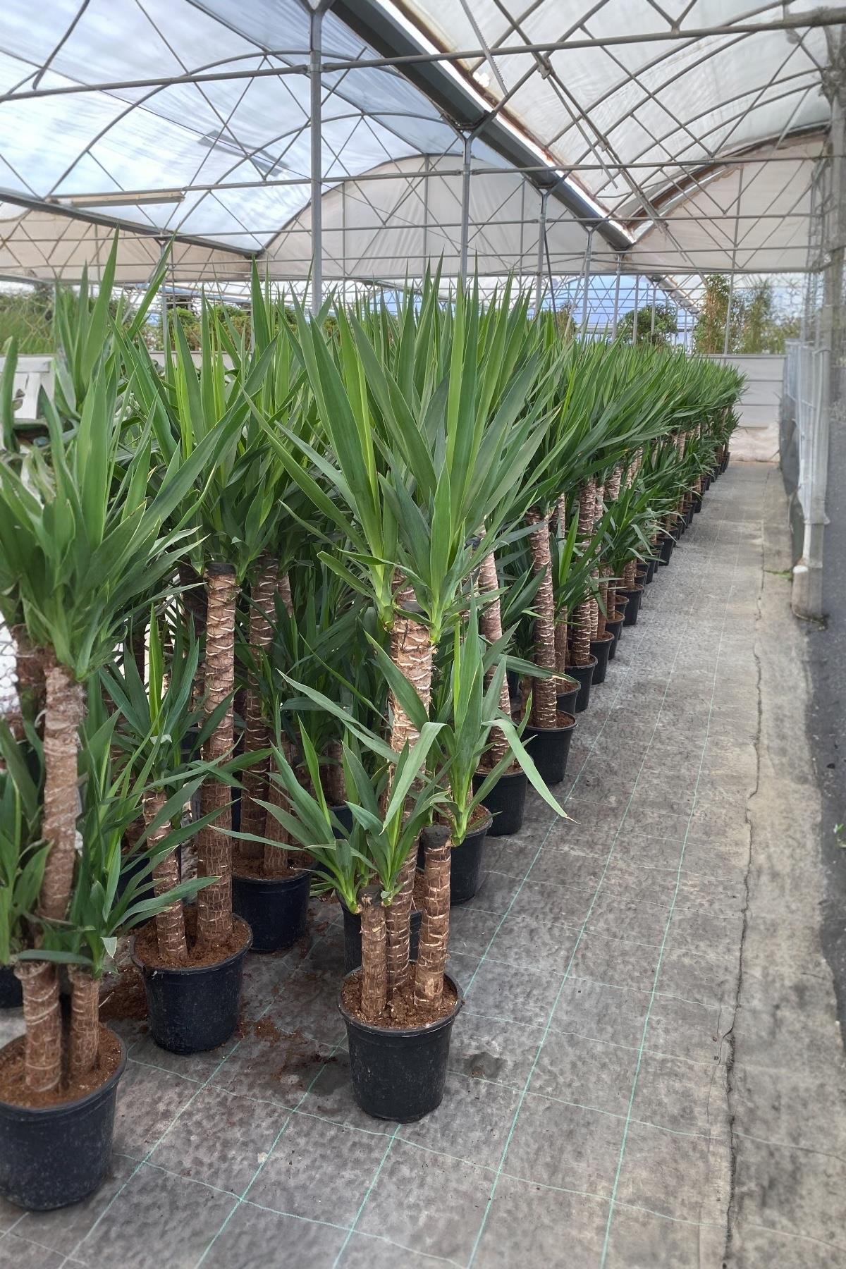 3 Gövdeli Yuka Bitkisi Large 150-160 cm ( Avize Çiçeği -  Yucca Massengena)