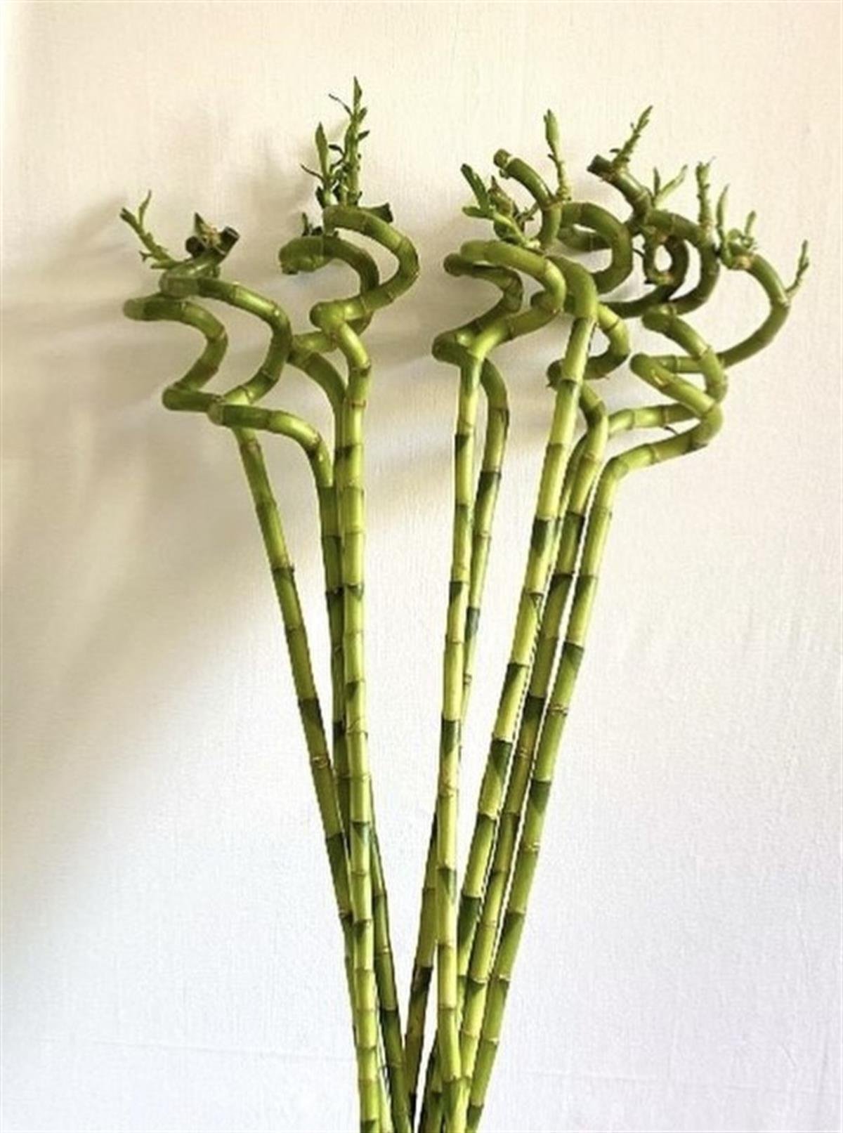 3lü Şans Bambusu 90-100 cm