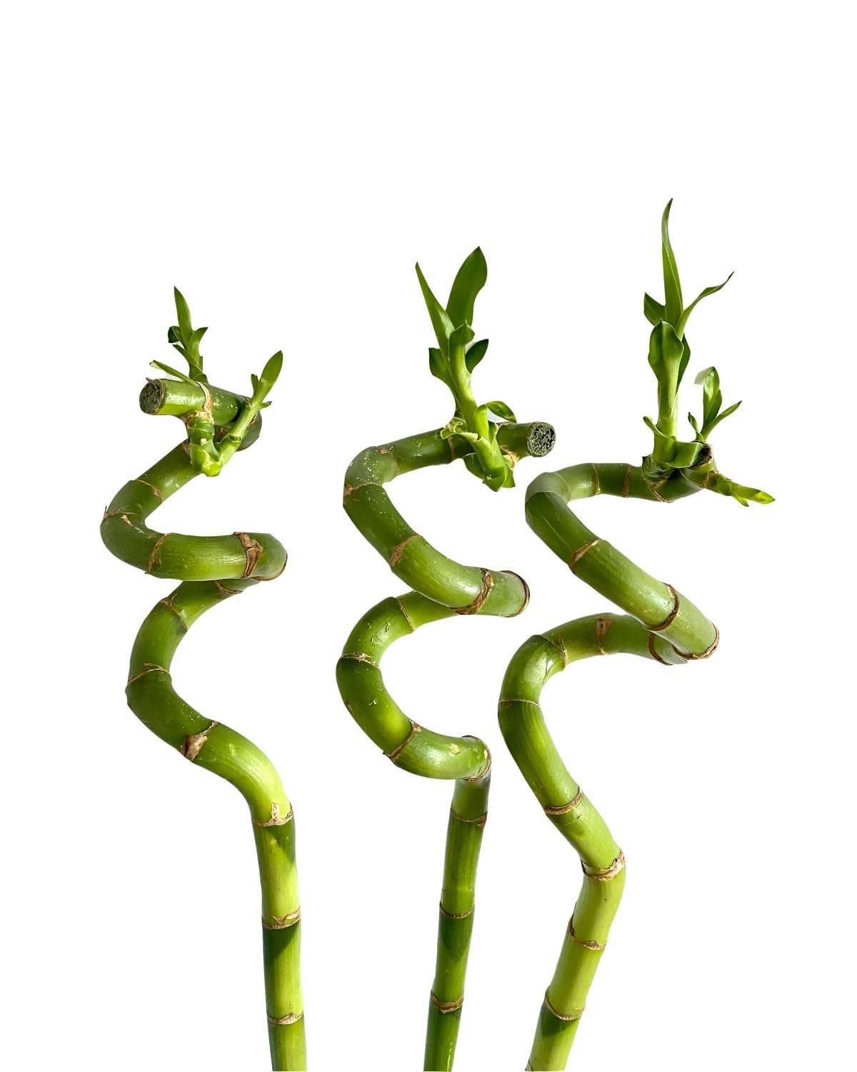 3lü Şans Bambusu 90-100 cm
