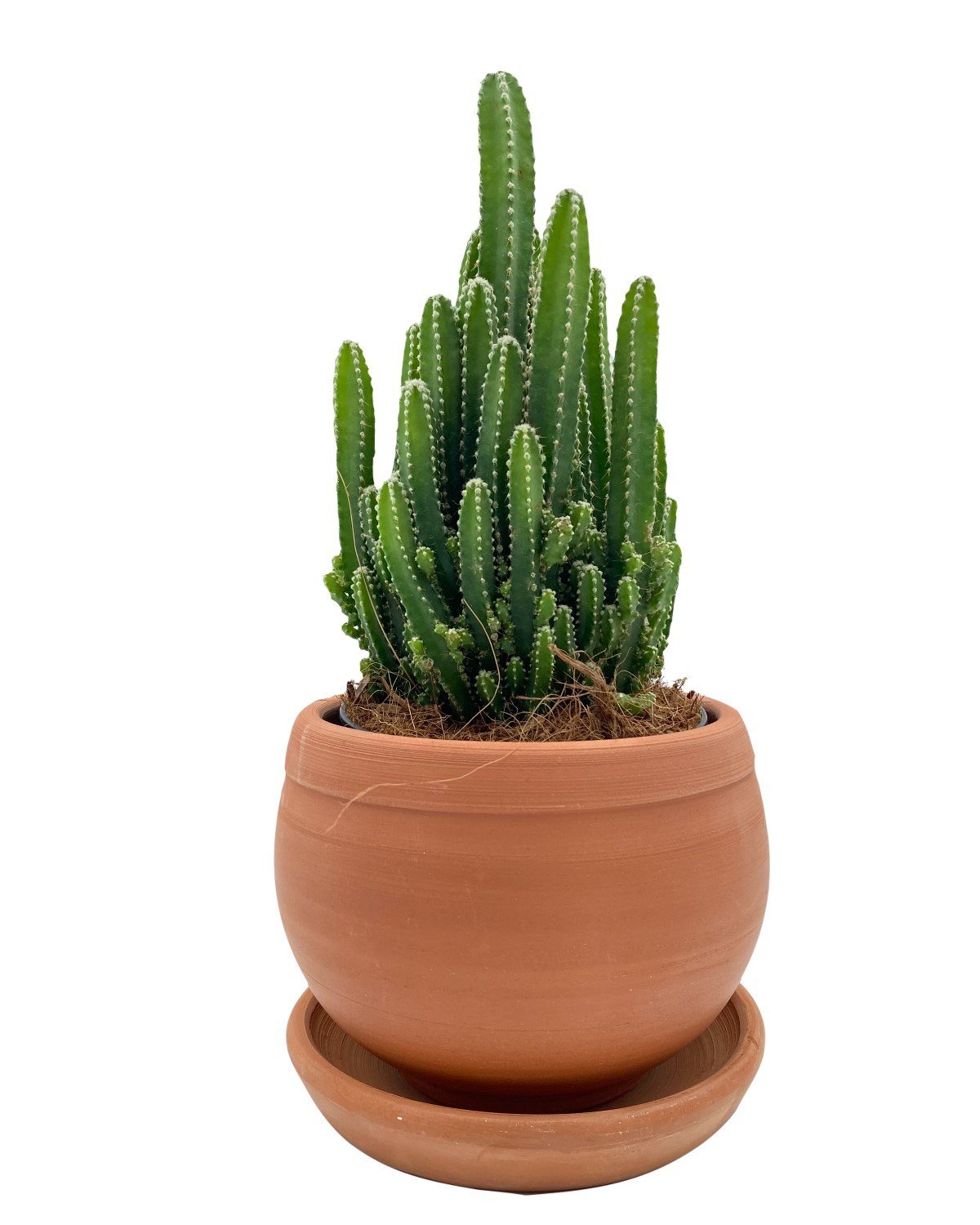 Acanthocereus Tetragonus (Perili Şato) Çap 12.5 Kaktüs