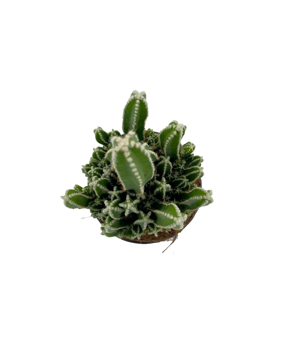 Acanthocereus Tetragonus (Perili Şato) Çap 12.5 Kaktüs