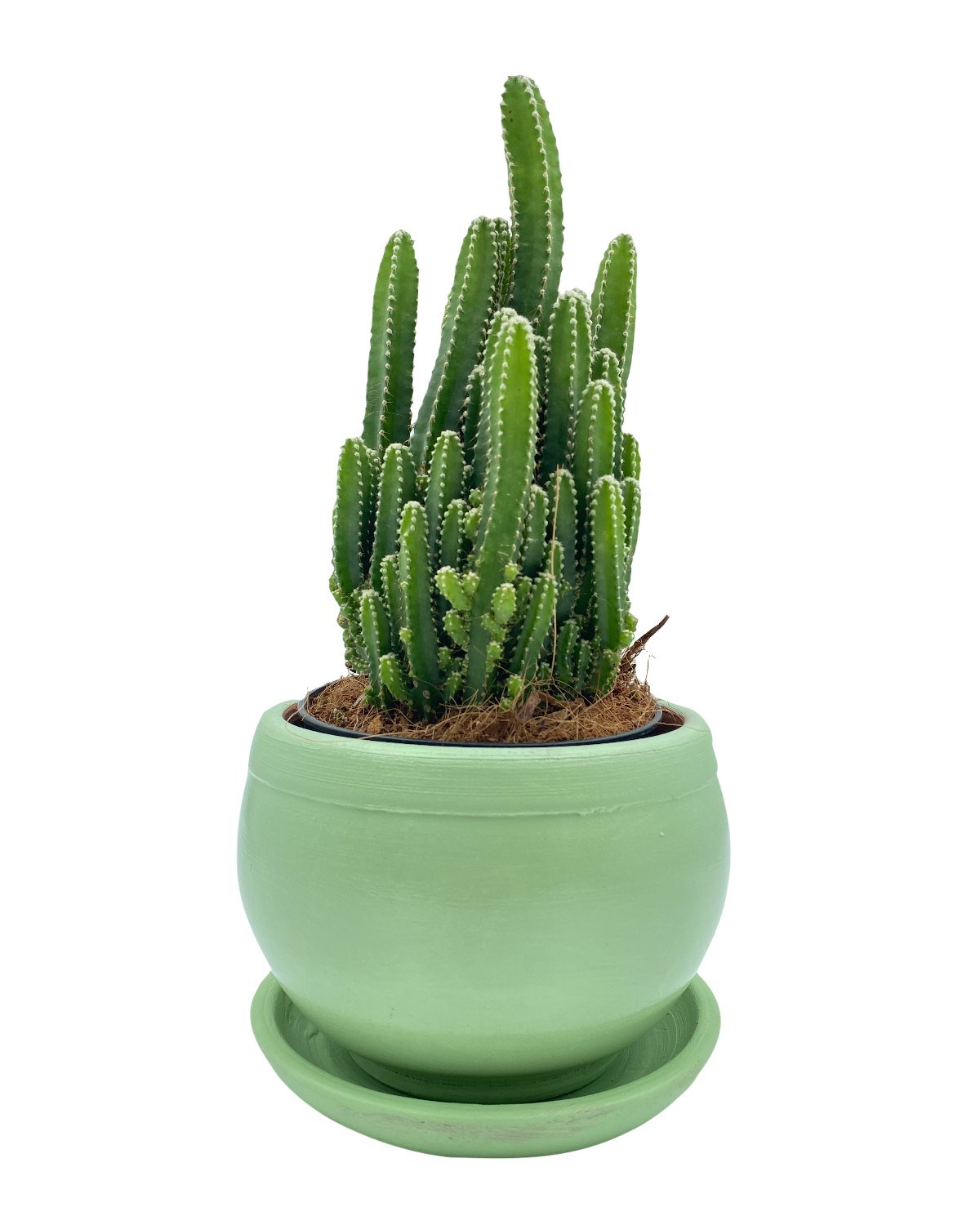 Acanthocereus Tetragonus (Perili Şato) Çap 12.5 Kaktüs