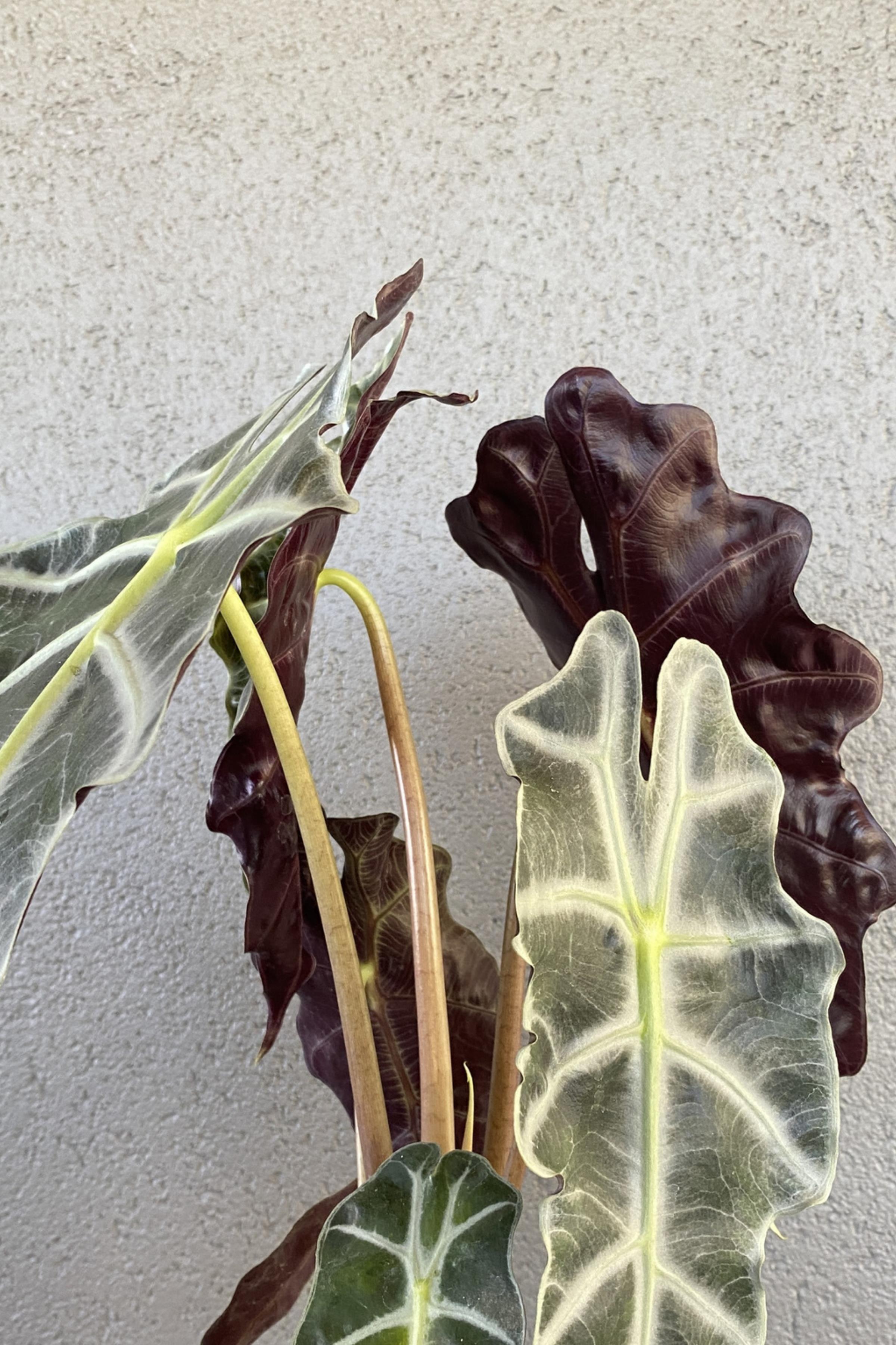 Alocasia Polly-Fil Kulağı Bitkisi