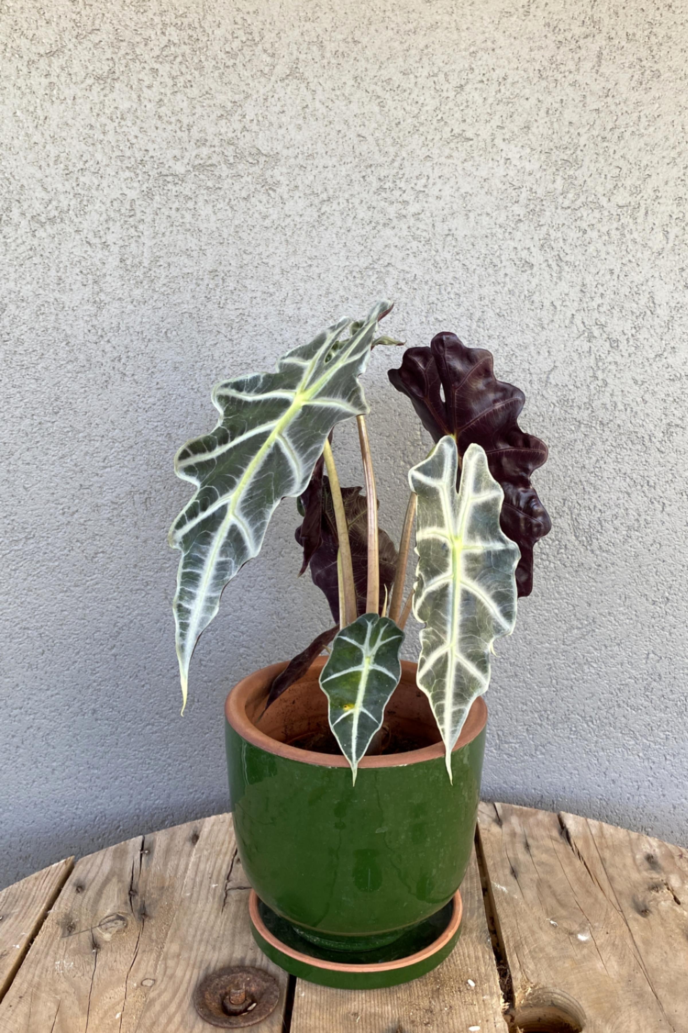 Alocasia Polly-Fil Kulağı Bitkisi