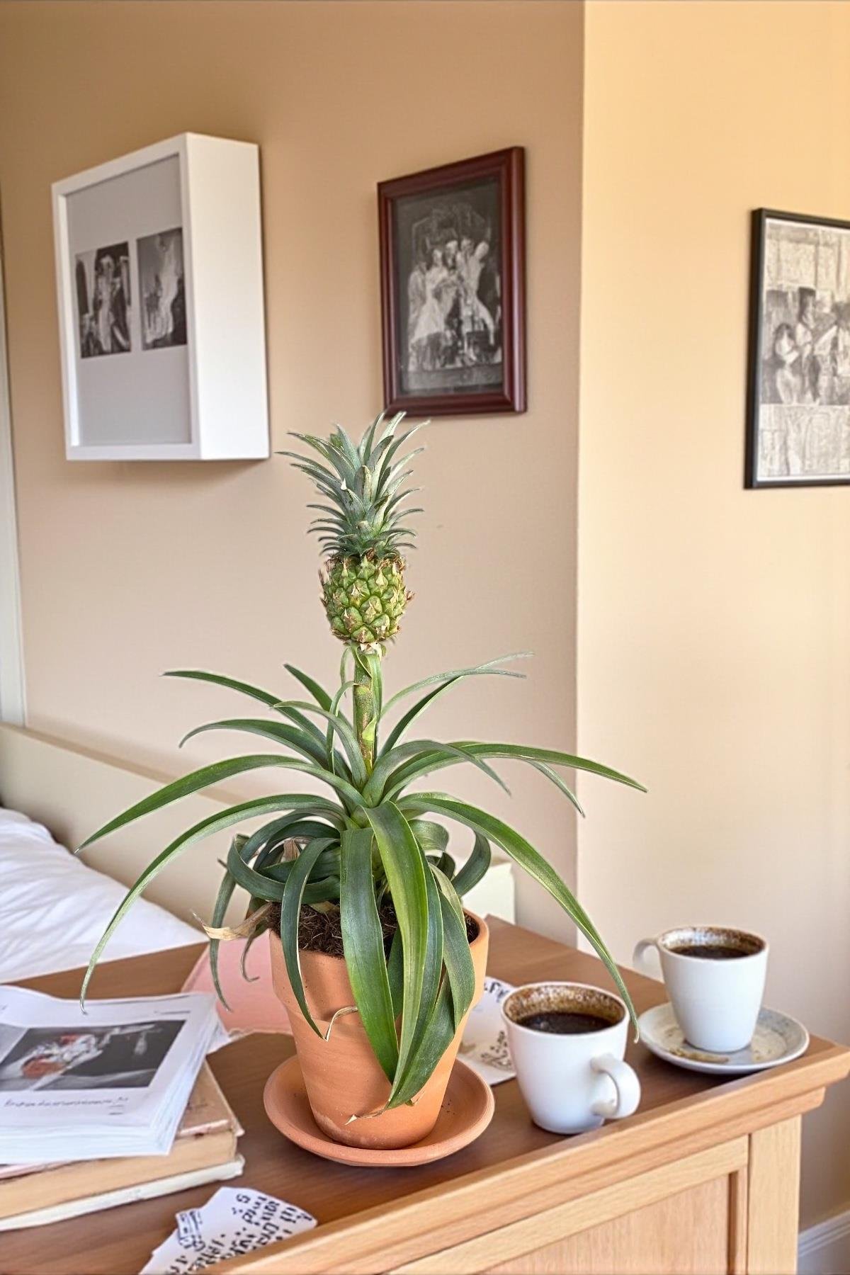 Ananas Bitkisi (Pineapple Plant)