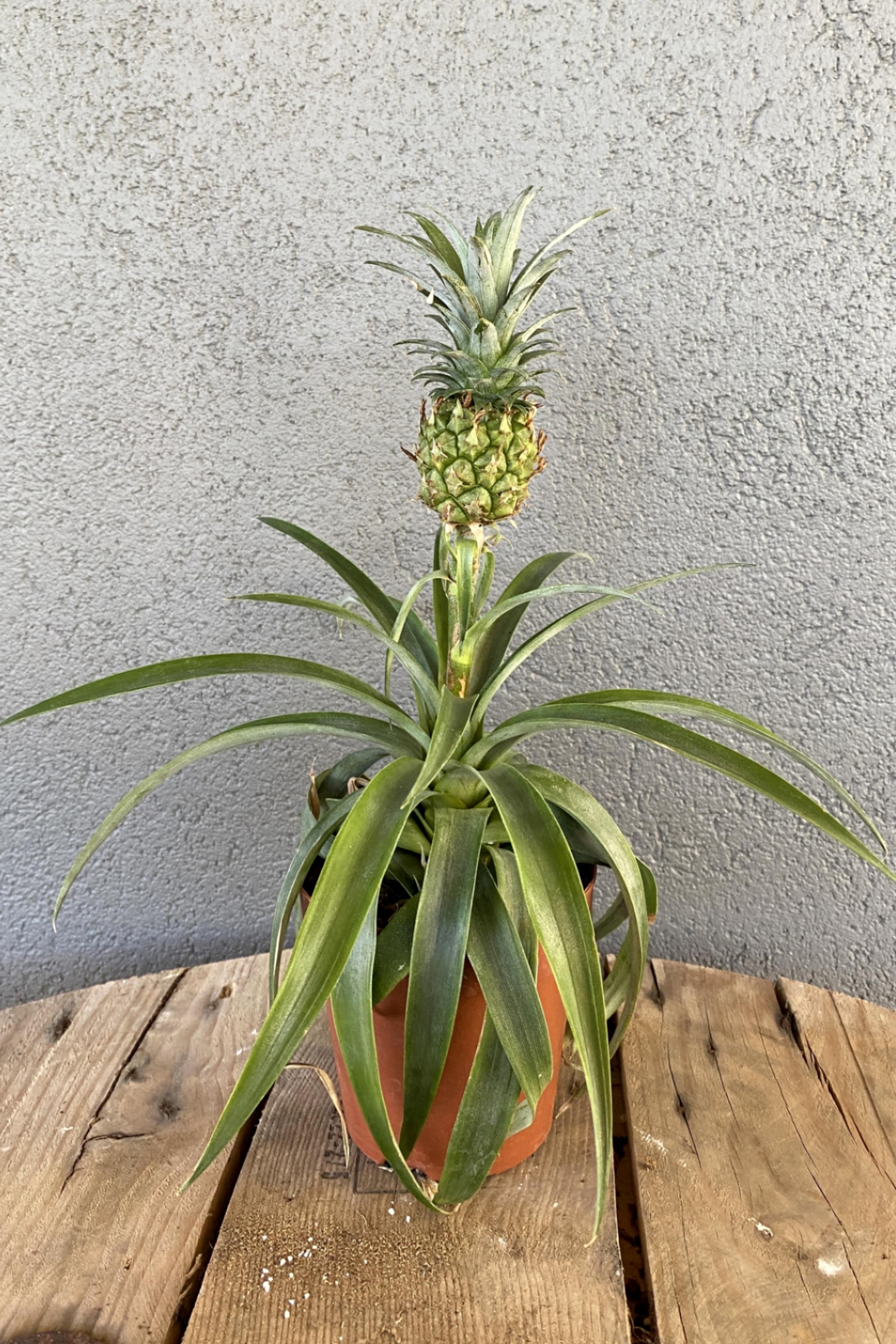 Ananas Bitkisi (Pineapple Plant)