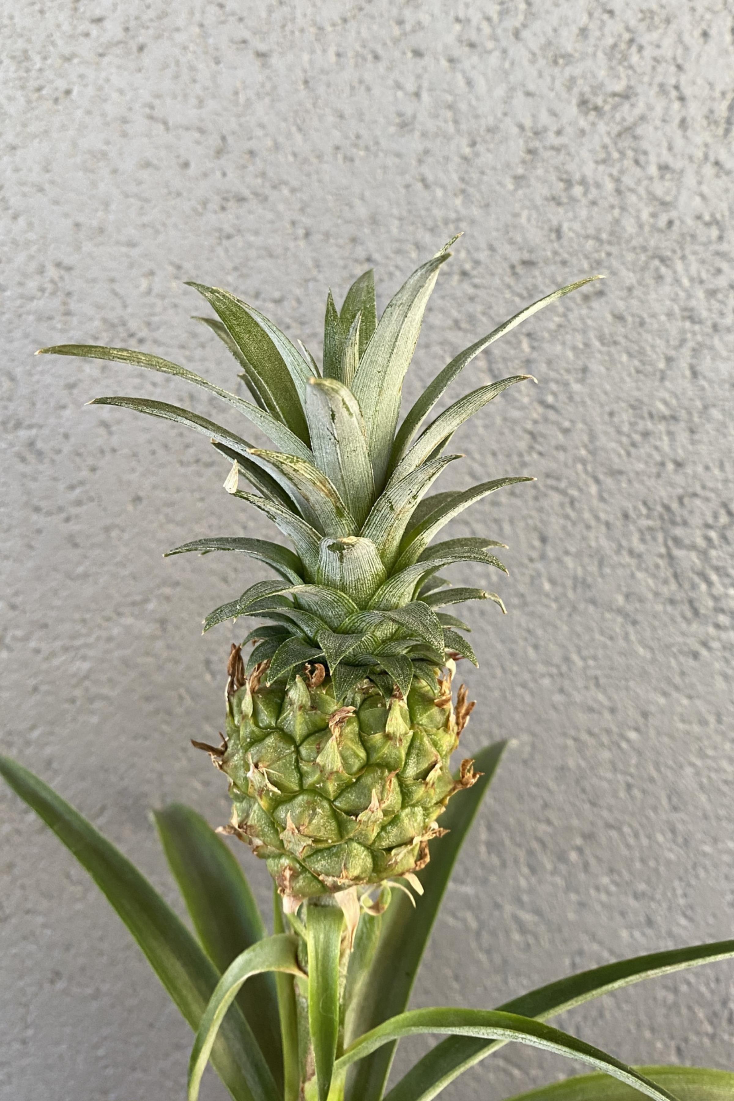 Ananas Bitkisi (Pineapple Plant)