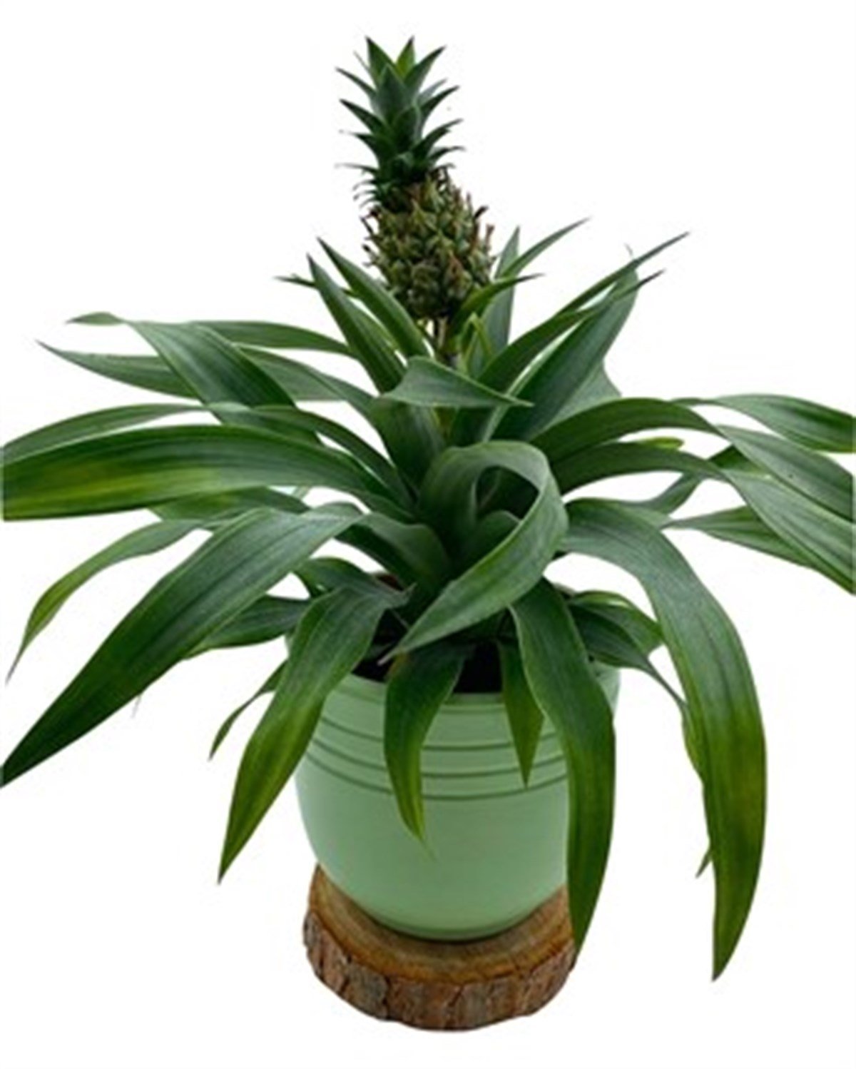 Ananas Bitkisi (Pineapple Plant)