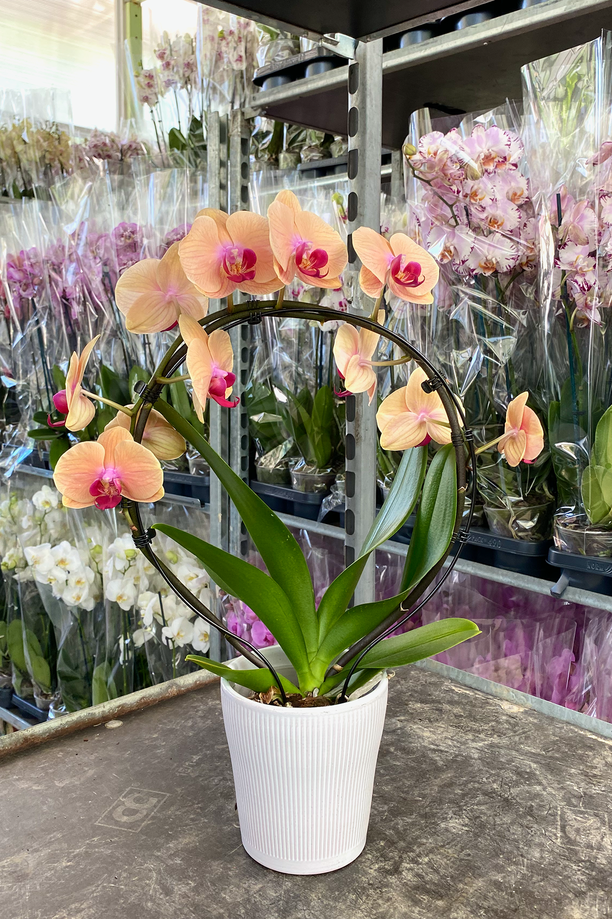 Anneler Günü Orkide Hediyesi Baştacı Orkide