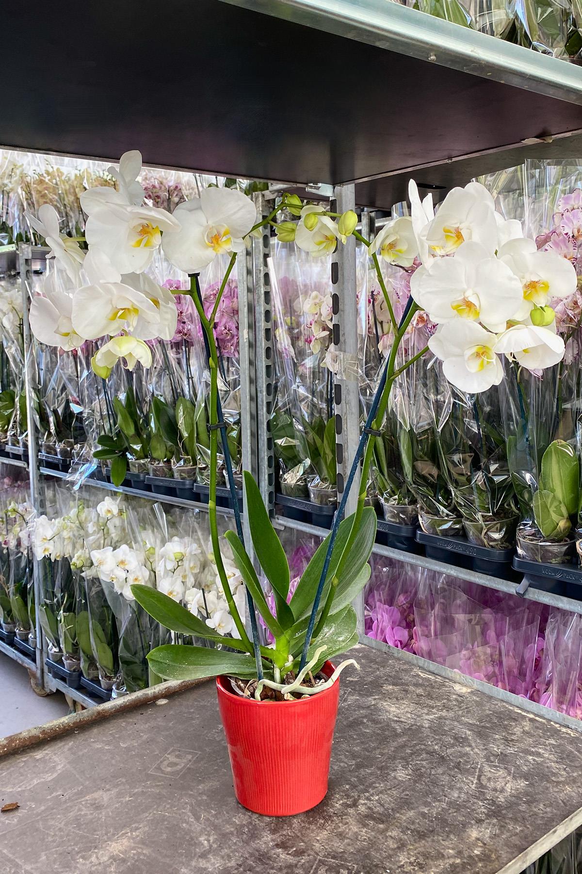 Anneler Günü Orkide Hediyesi Beyaz Meleğim 