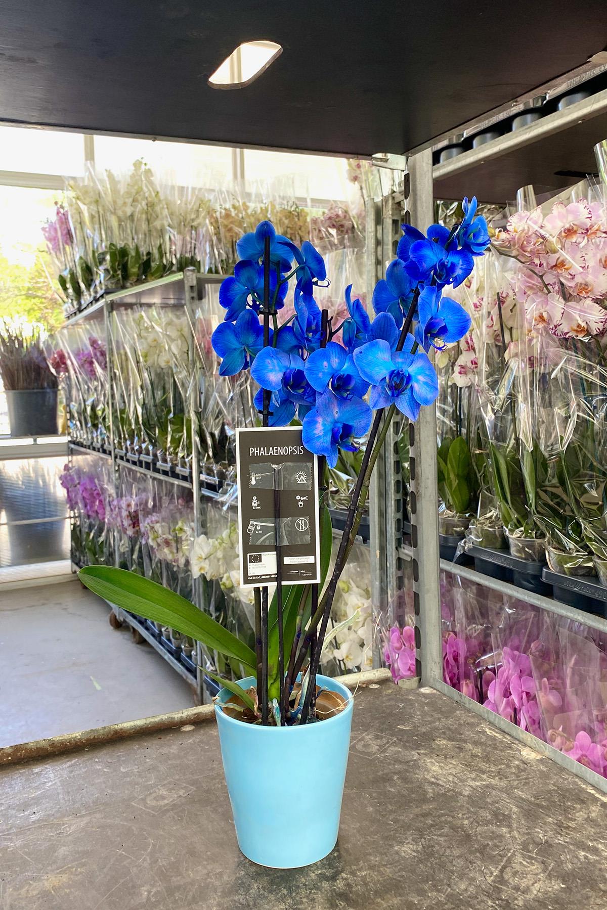 Anneler Günü Orkide Hediyesi Magic Blue Orkide