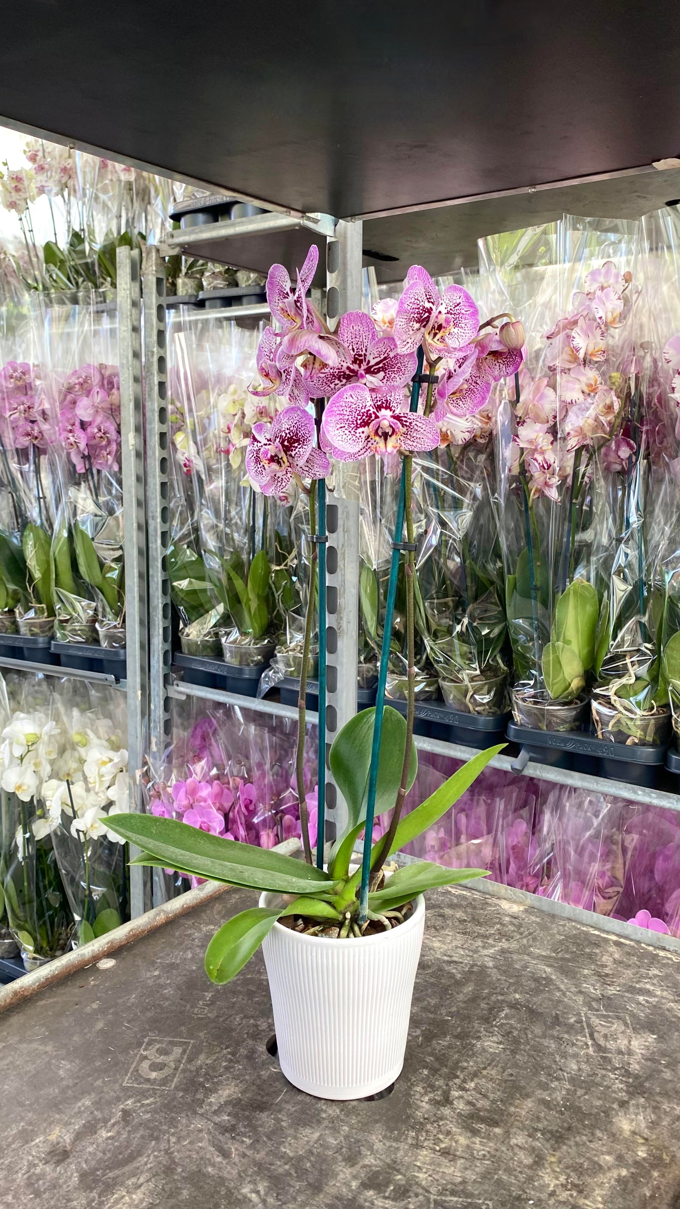 Anneler Günü Orkide Hediyesi Mor İnci Tanesi Orkide