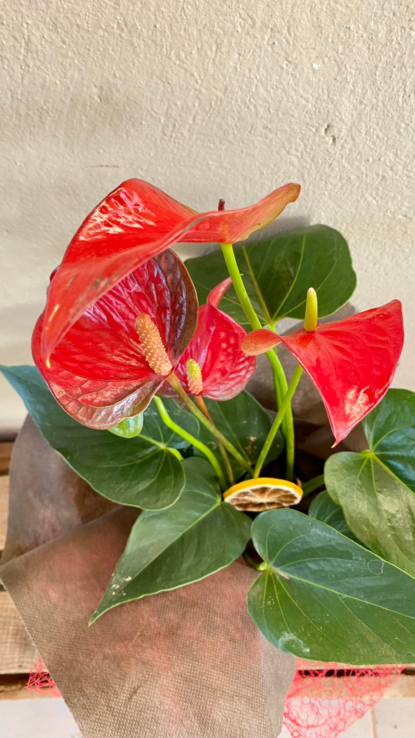 Anthurium Red - Kırmızı Antoryum Flamingo Çiçeği Iç Mekan