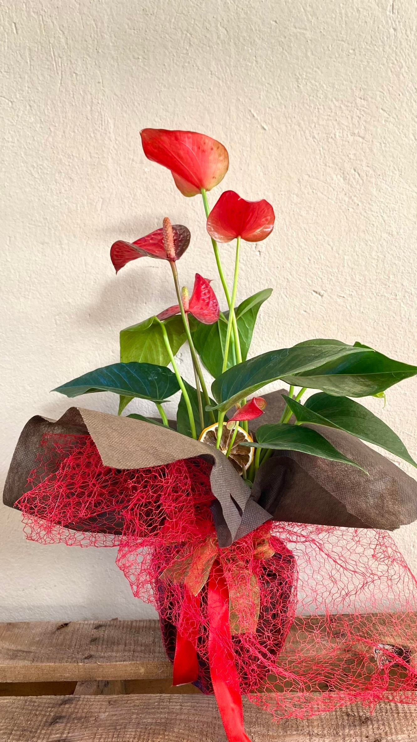 Anthurium Red - Kırmızı Antoryum Flamingo Çiçeği Iç Mekan
