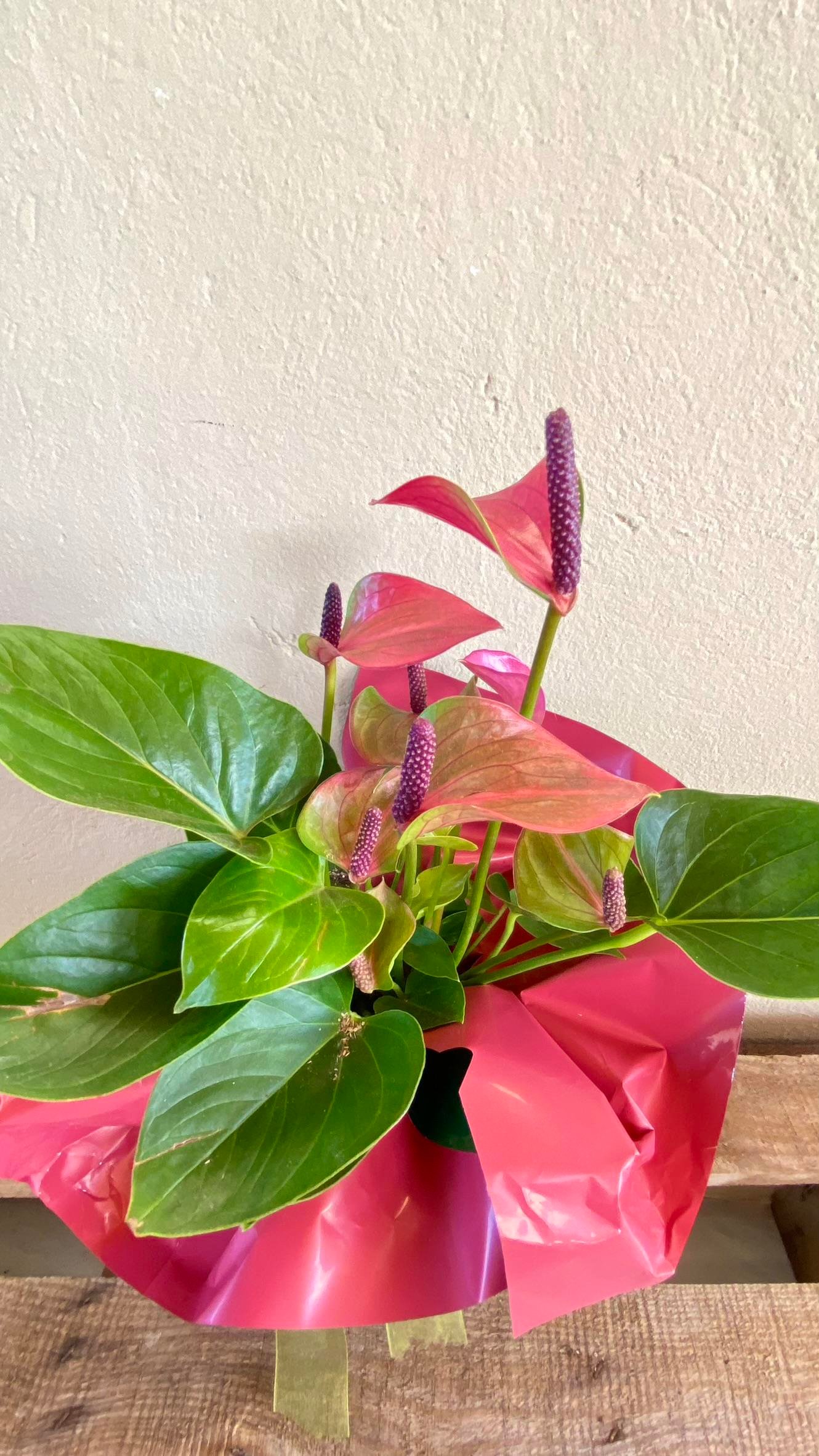 Anthurium Red - Kırmızı Antoryum Flamingo Çiçeği Iç Mekan