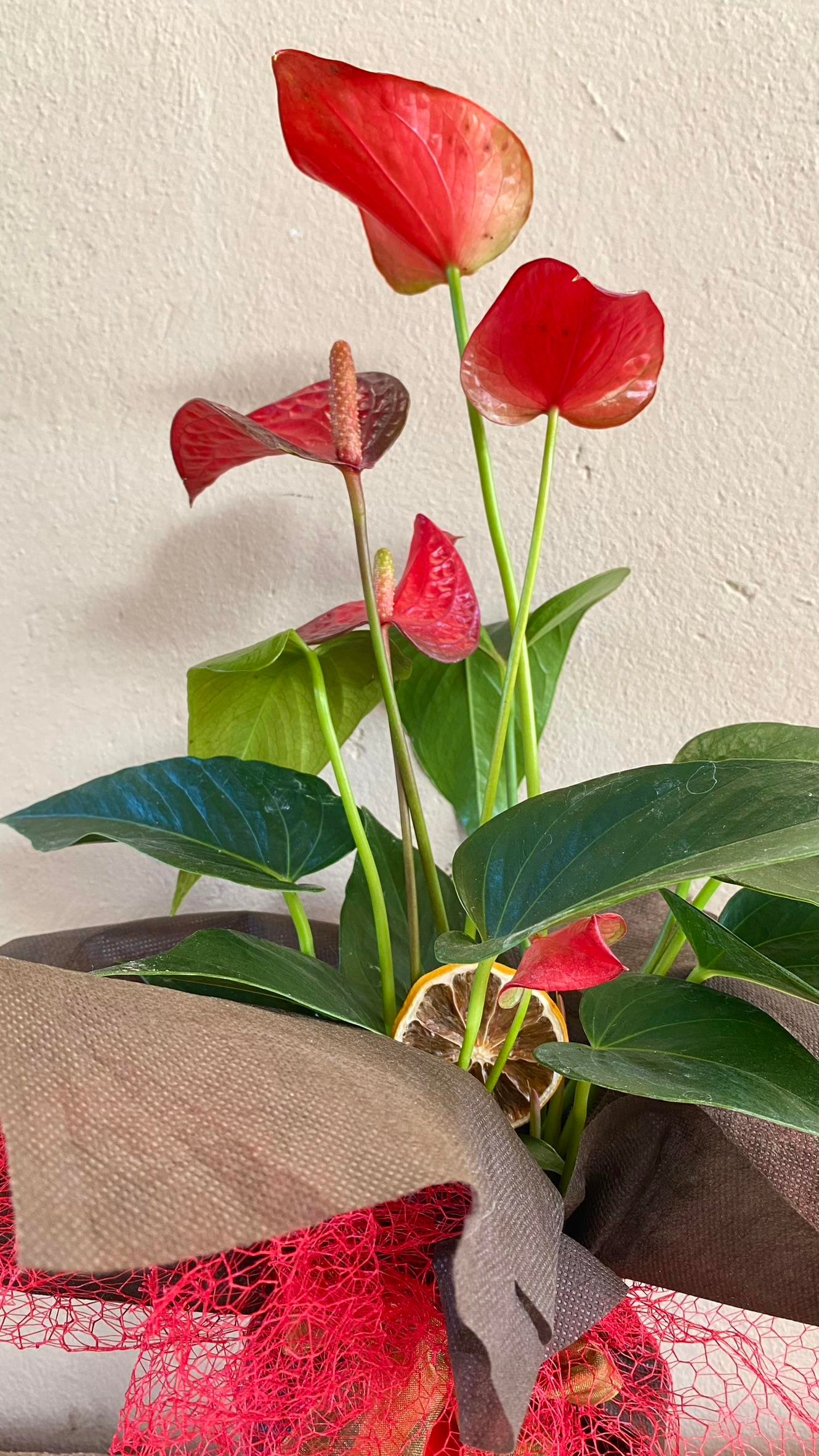 Anthurium Red - Kırmızı Antoryum Flamingo Çiçeği Iç Mekan