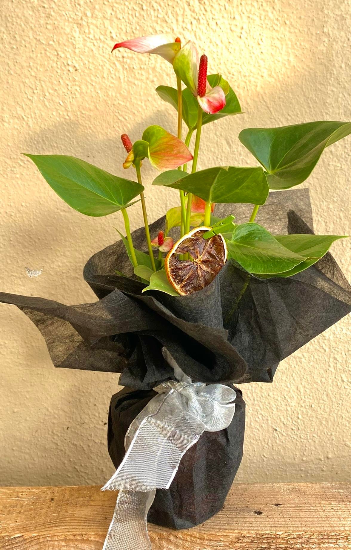 Anthurium Red - Kırmızı Antoryum Flamingo Çiçeği Iç Mekan