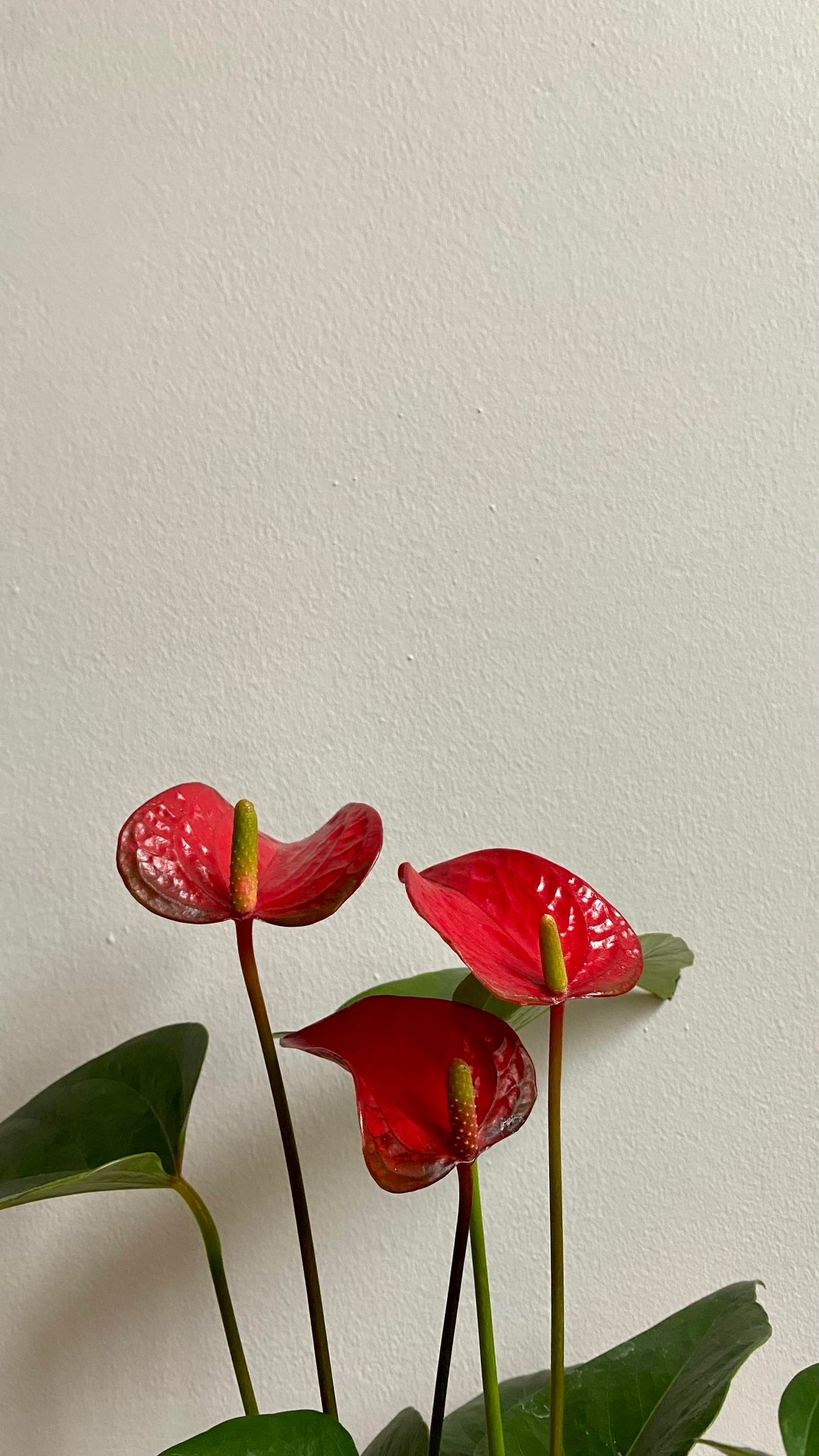 Anthurium Red - Kırmızı Antoryum Flamingo Çiçeği Hediyelik