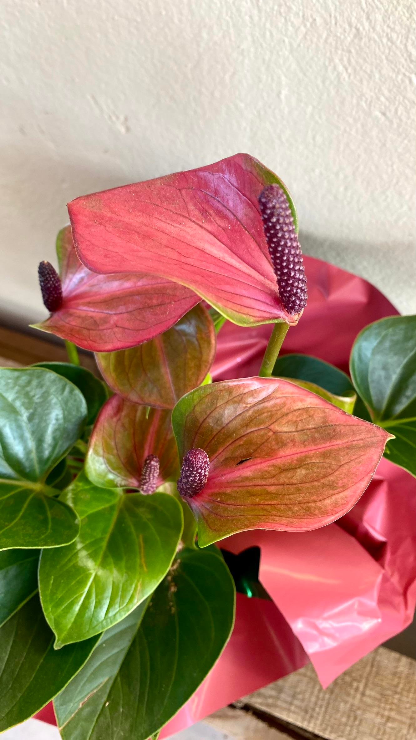 Anthurium Red - Kırmızı Antoryum Flamingo Çiçeği Iç Mekan
