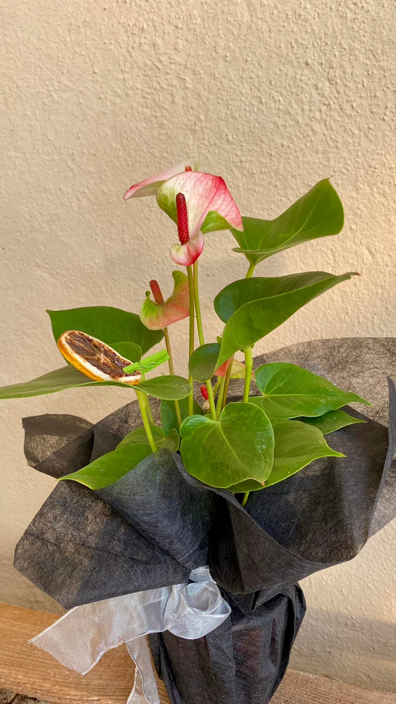 Anthurium Red - Kırmızı Antoryum Flamingo Çiçeği Iç Mekan