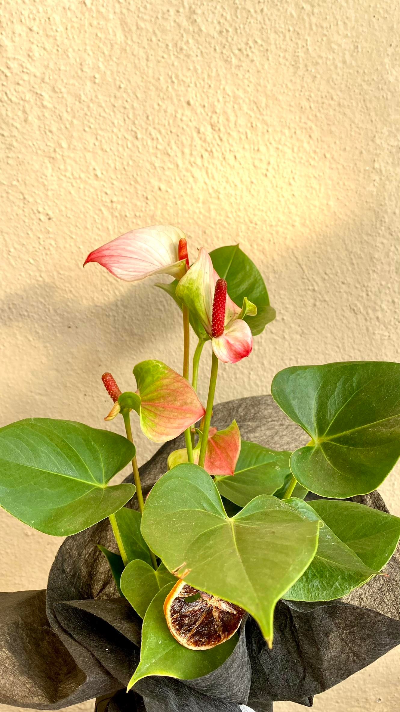 Anthurium Red - Kırmızı Antoryum Flamingo Çiçeği Iç Mekan