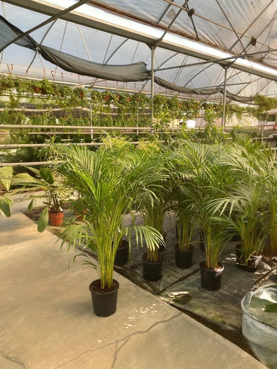 Areka Palmiyesi 140-150 cm (Areca Dypsis Lutescens)