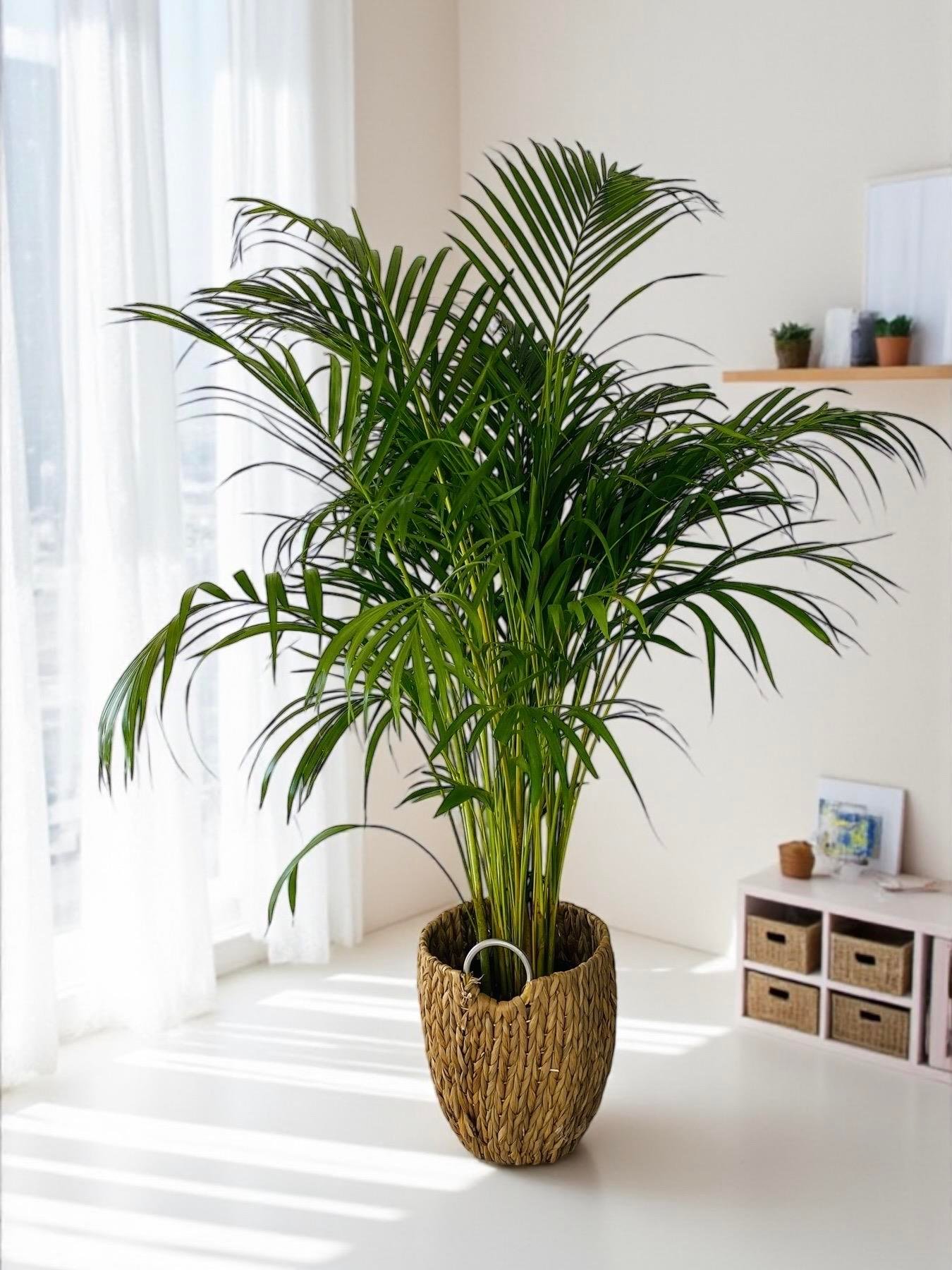 Areka Palmiyesi 140-150 cm (Areca Dypsis Lutescens)