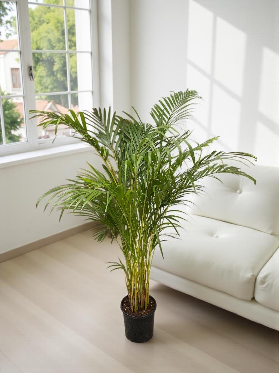 Areka Palmiyesi 140-150 cm (Areca Dypsis Lutescens)