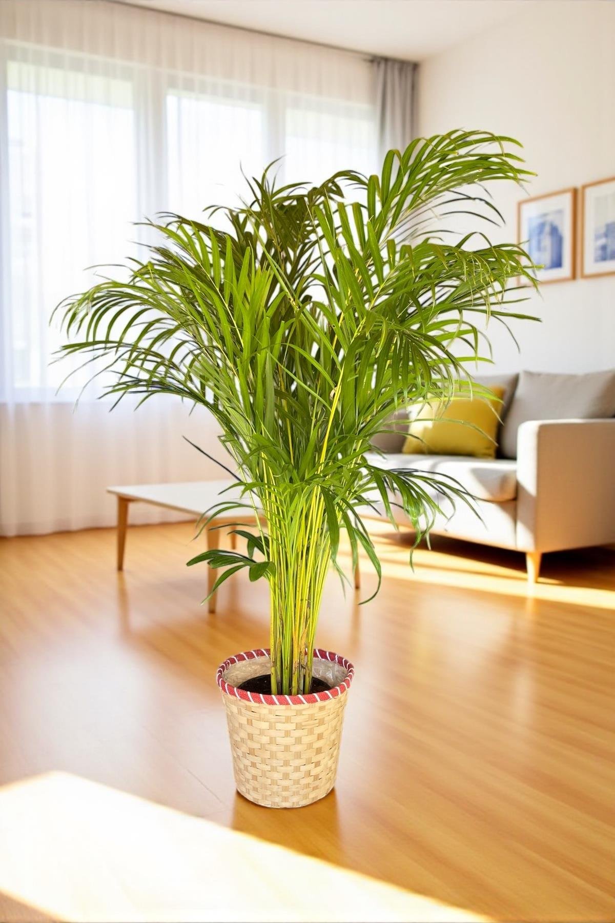 Areka Palmiyesi 140-150 cm (Dypsis Lutescens)