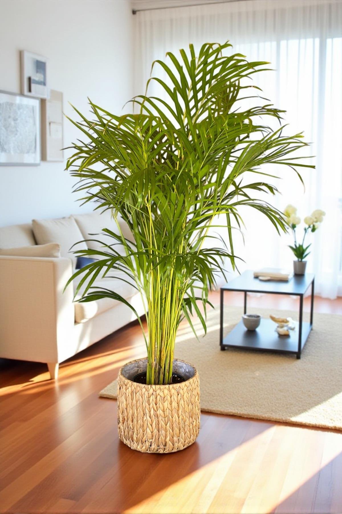 Areka Palmiyesi 140-150 cm (Dypsis Lutescens)