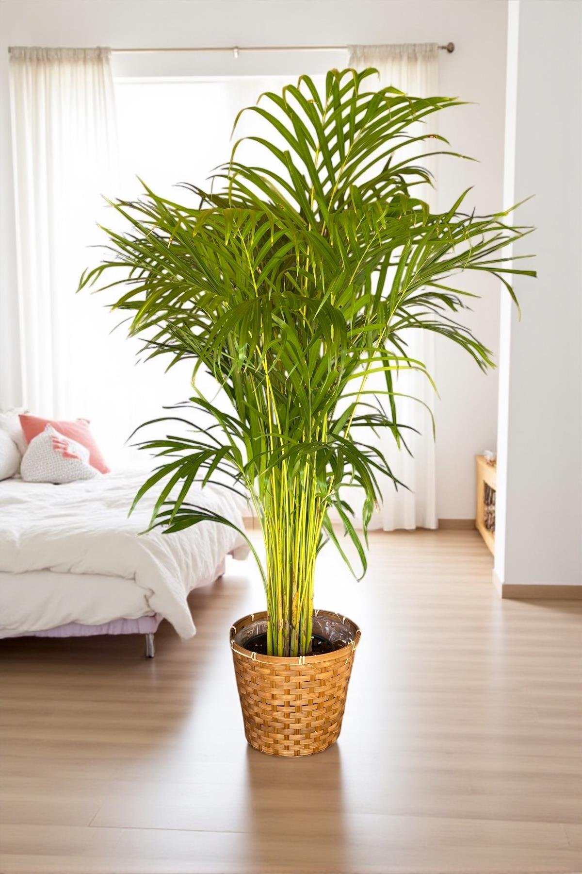 Areka Palmiyesi 140-150 cm (Dypsis Lutescens)