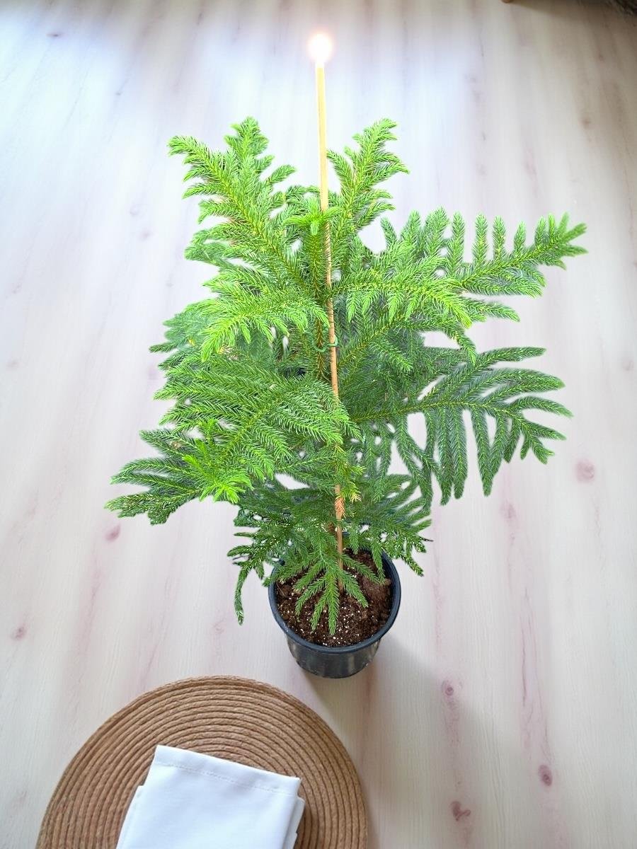 Arokarya Salon Çamı 50-60 Cm