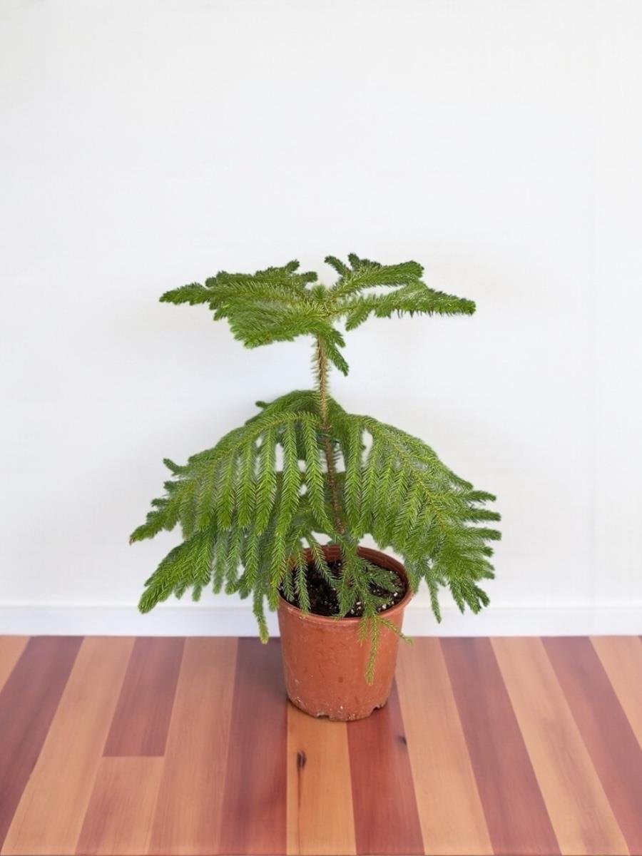 Arokarya Salon Çamı 50-60 Cm