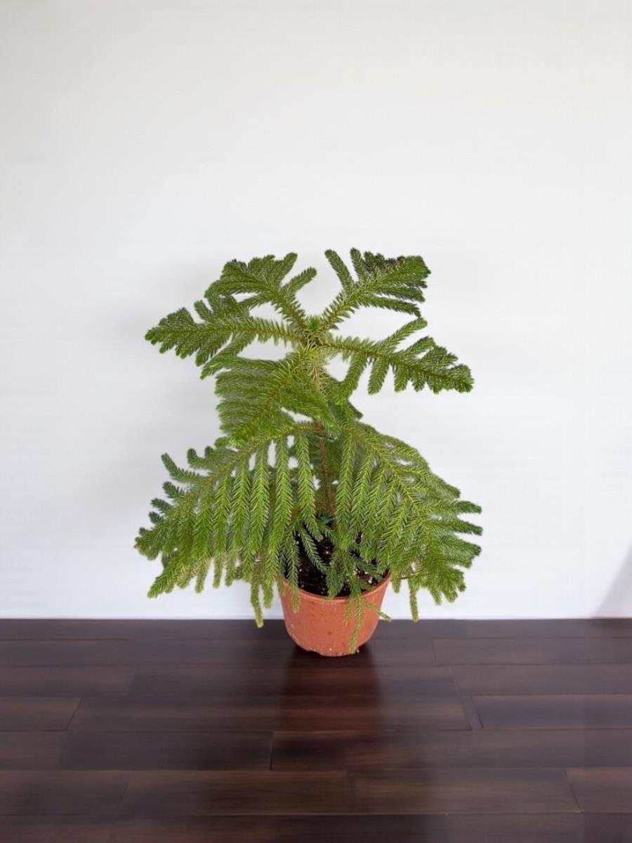 Arokarya Salon Çamı 50-60 Cm