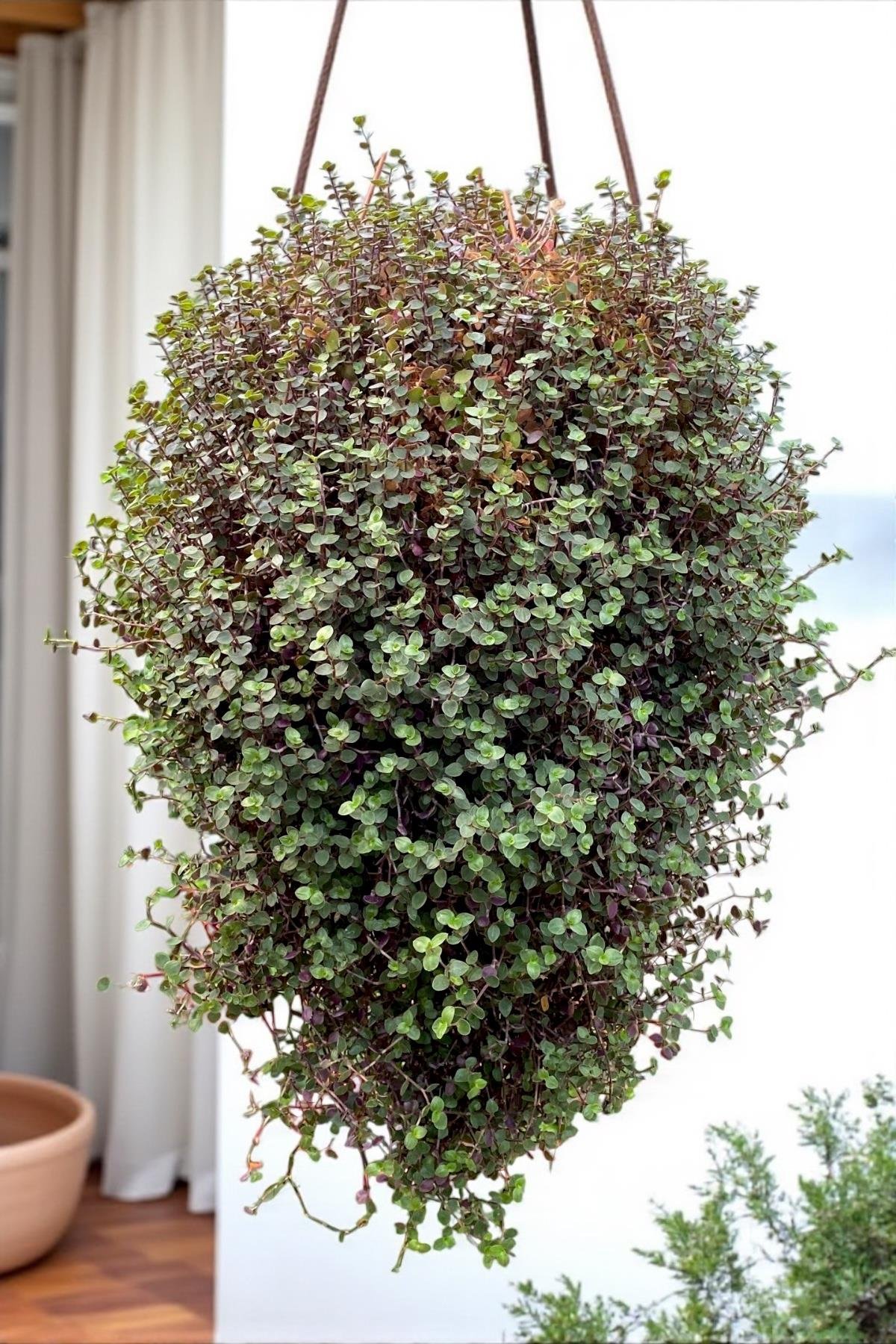 Askılı Arap Saçı-Callisia Repens Sarkan Bitki