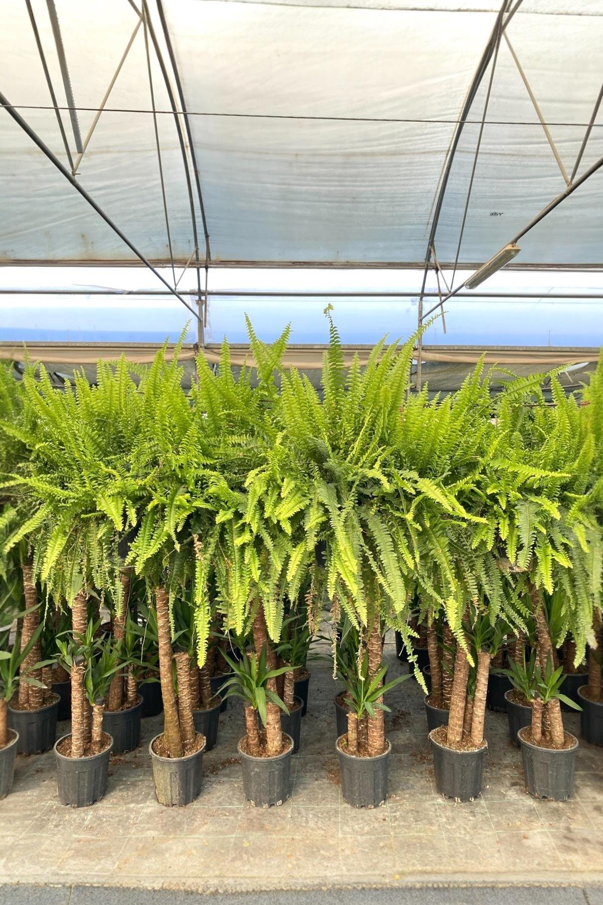 Askılı Fujer - Aşk Merdiveni Dev Boy Dolgun Formlu 