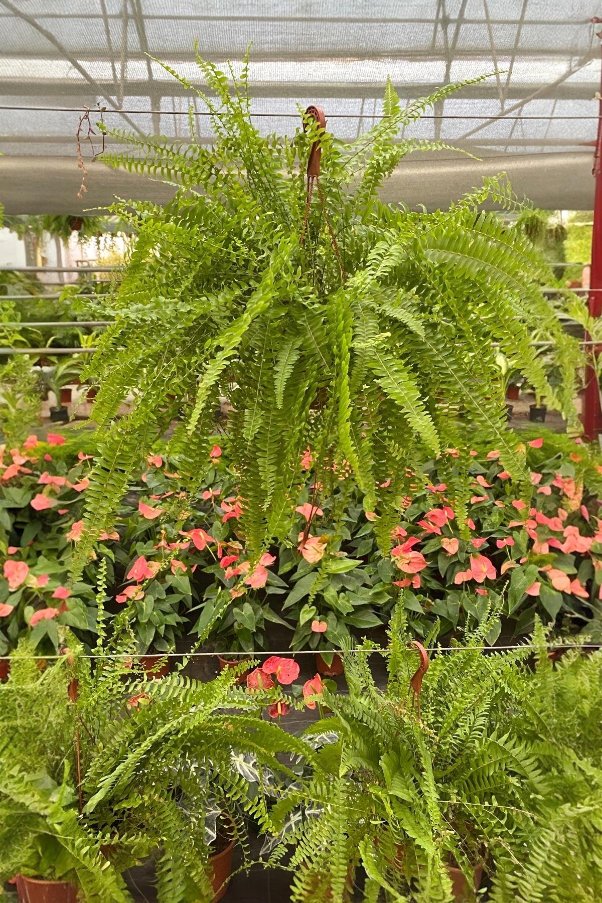 Askılı Fujer - Aşk Merdiveni Dev Boy Dolgun Formlu 