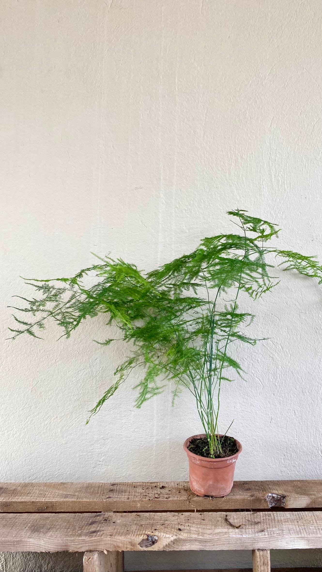 Asparagus Tül Kuşkonmaz (Asparagus Setaceus) 40 cm 