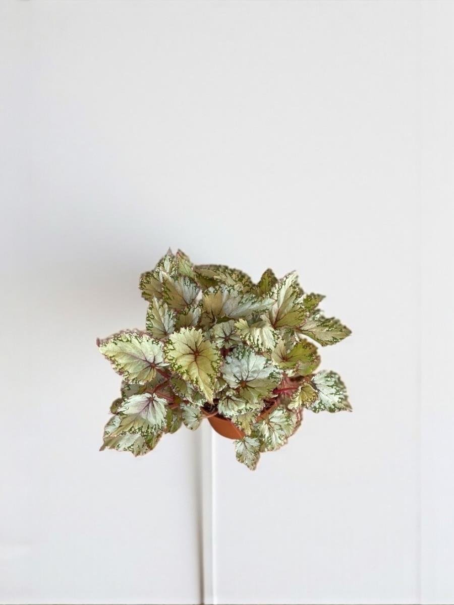 Begonya (Begonia) Rex Asian 