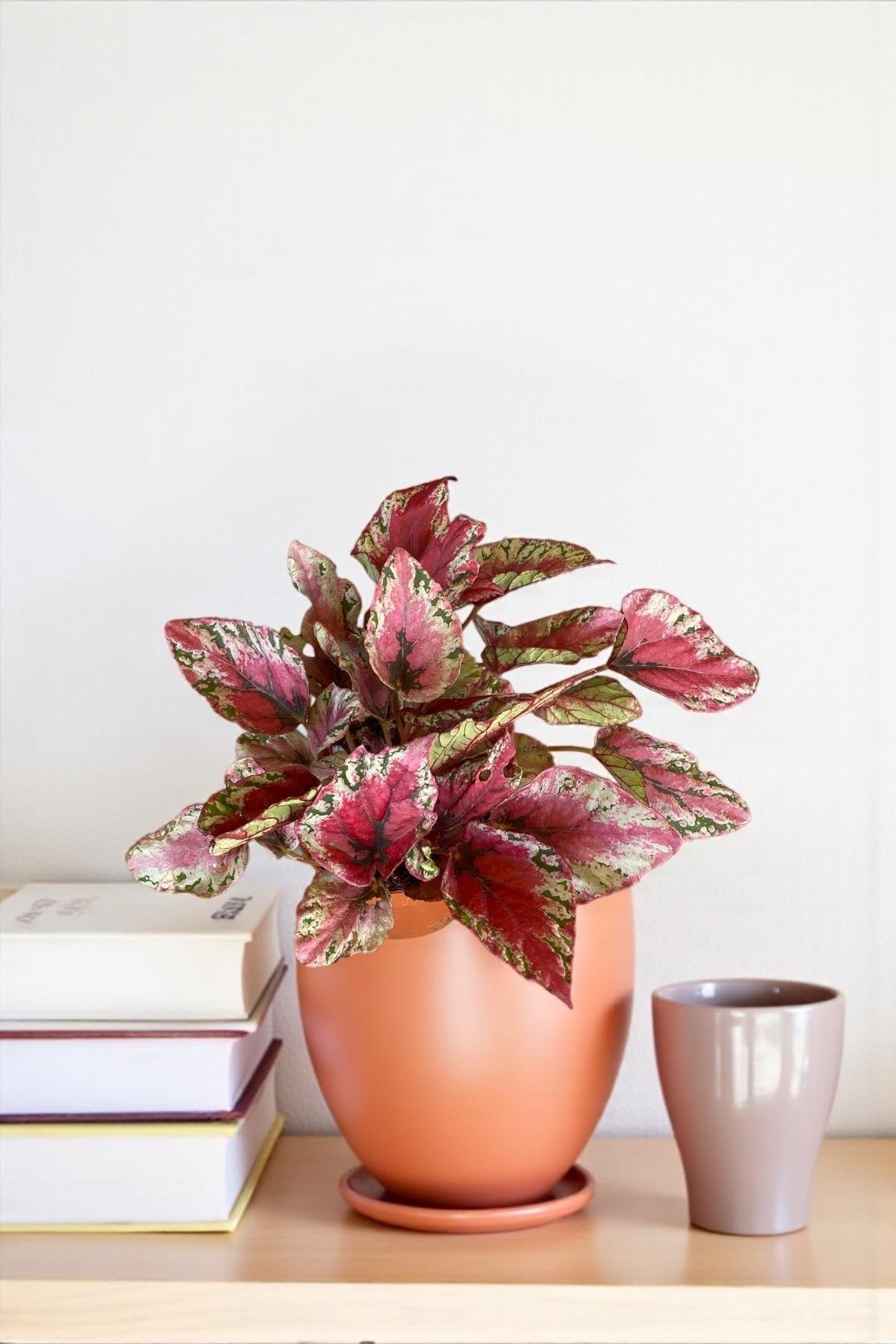 Begonya (Begonia) Rex Yaprak Güzeli