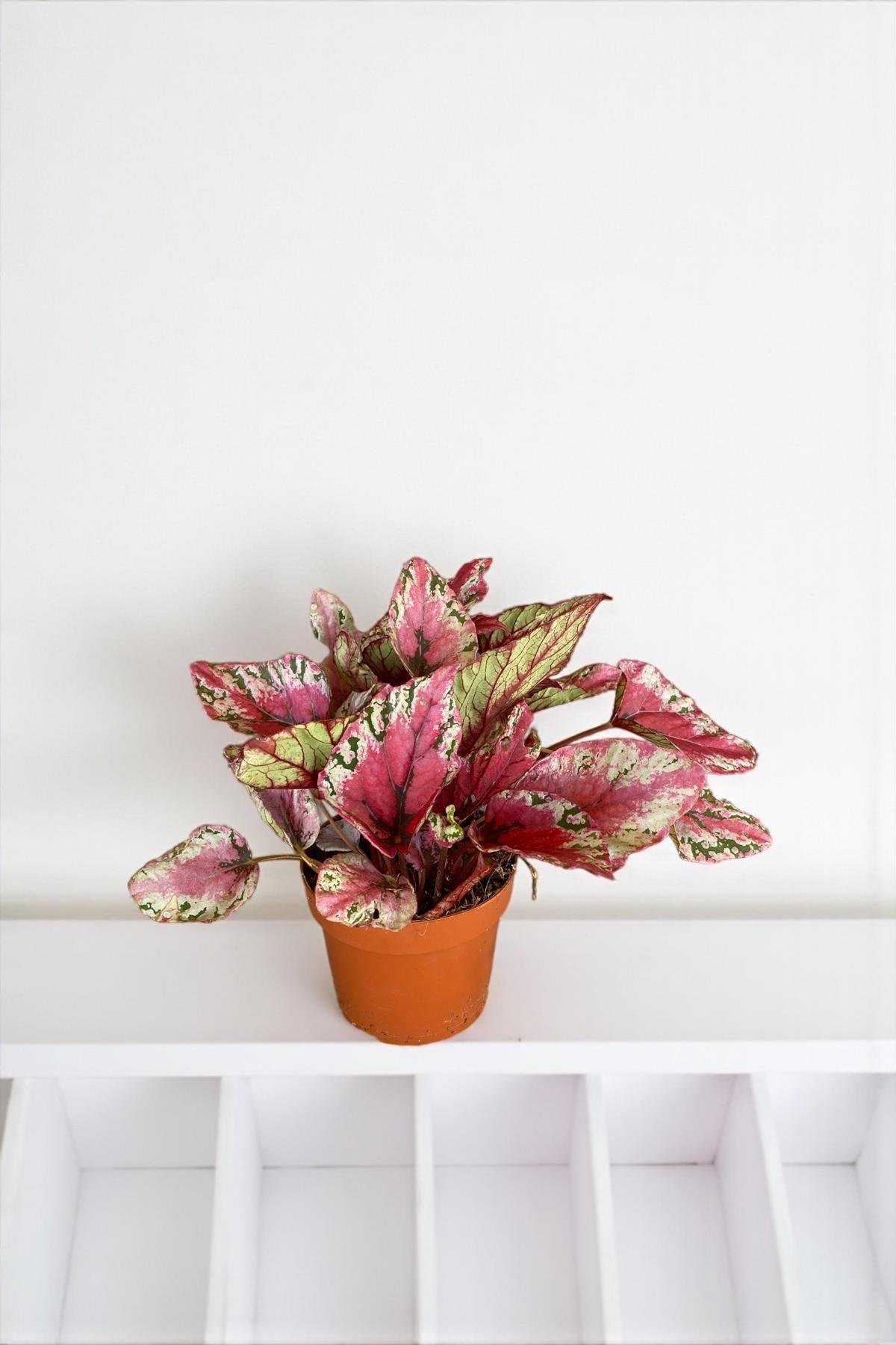 Begonya (Begonia) Rex Yaprak Güzeli