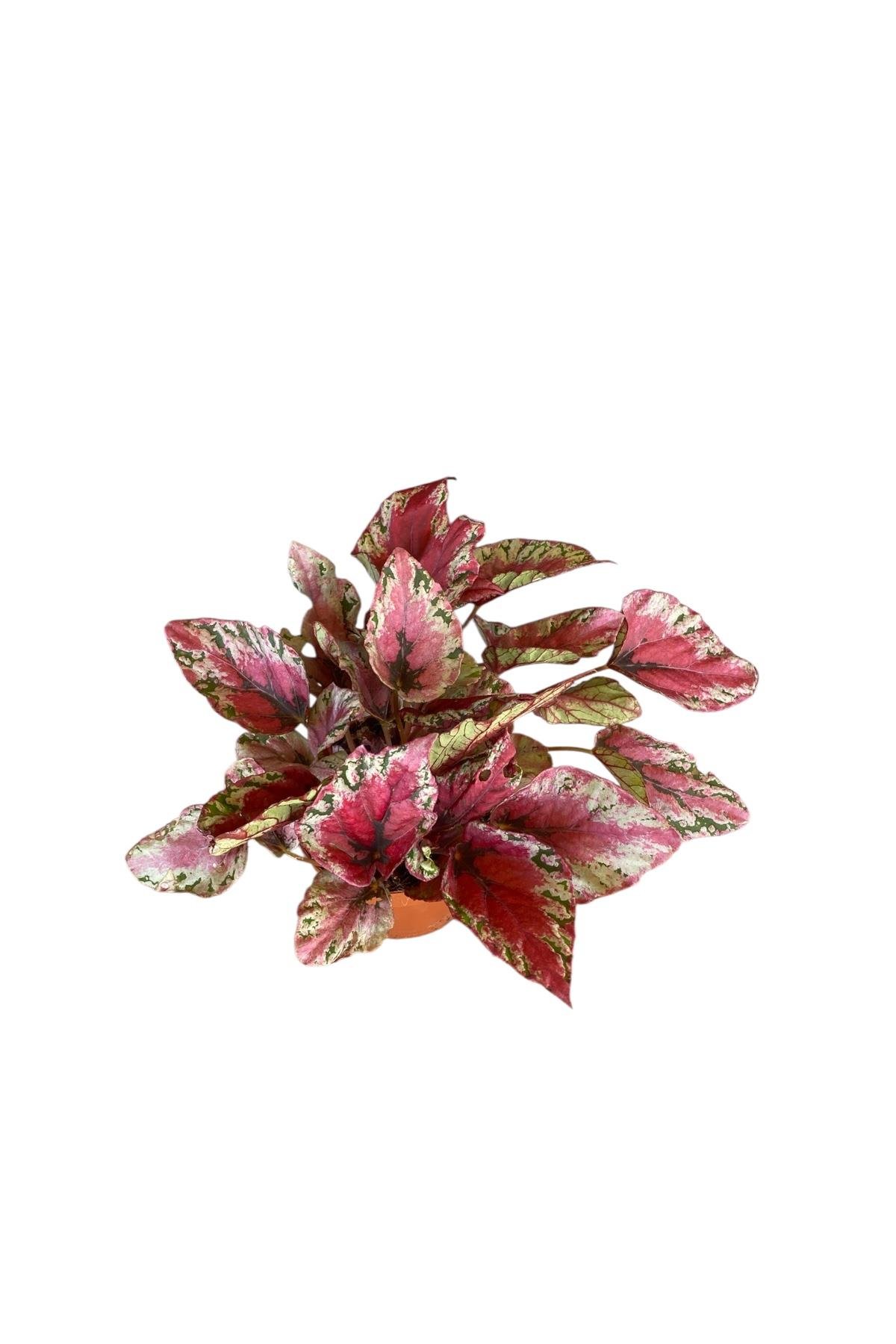 Begonya (Begonia) Rex Yaprak Güzeli