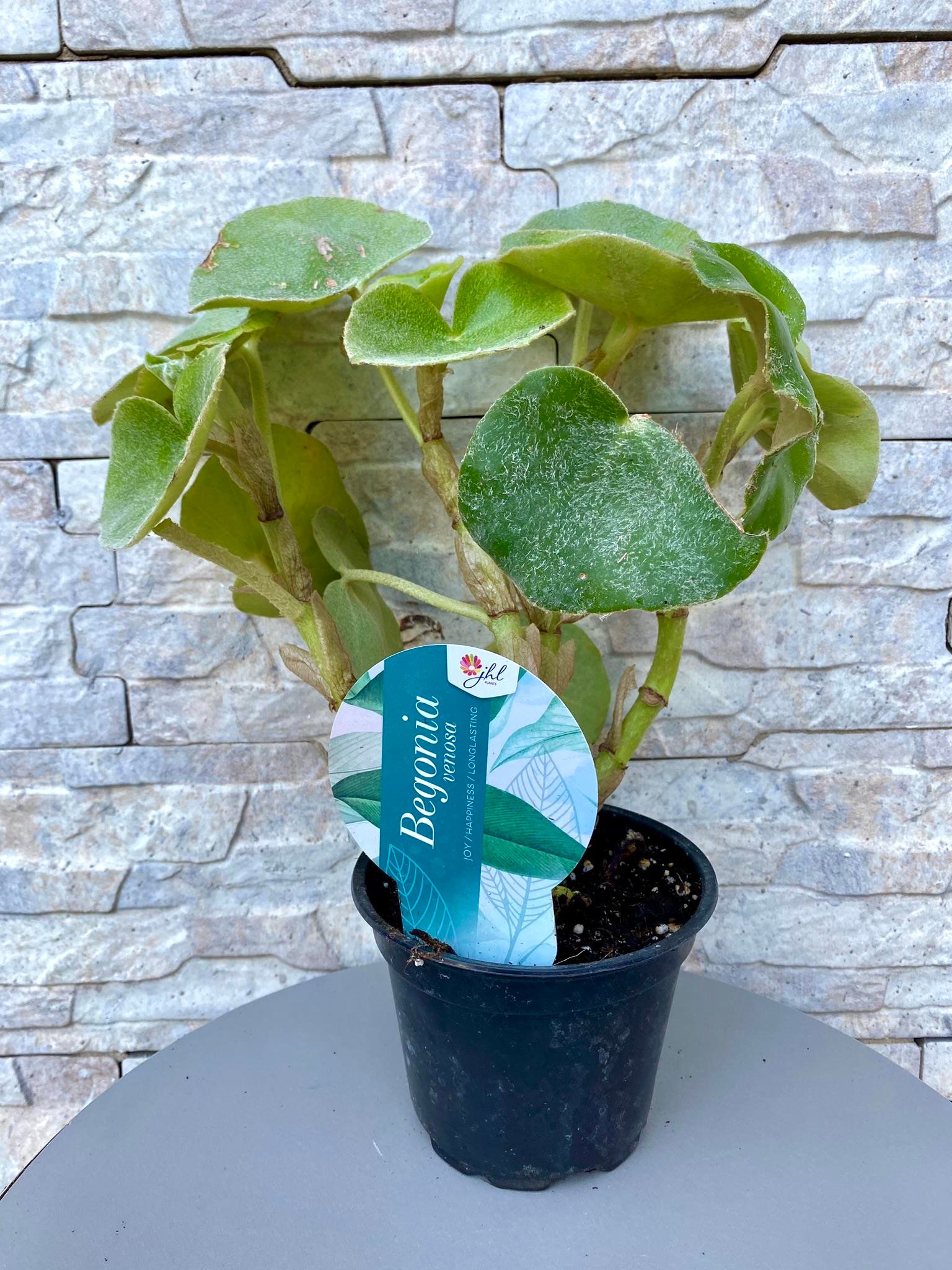 Begonya (Begonia) Venosa 