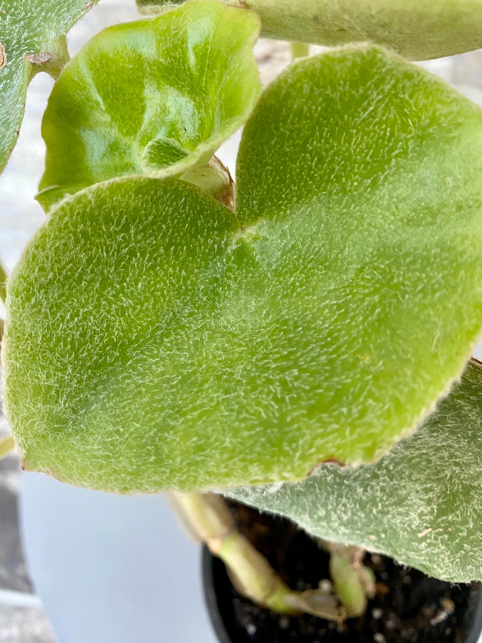 Begonya (Begonia) Venosa 