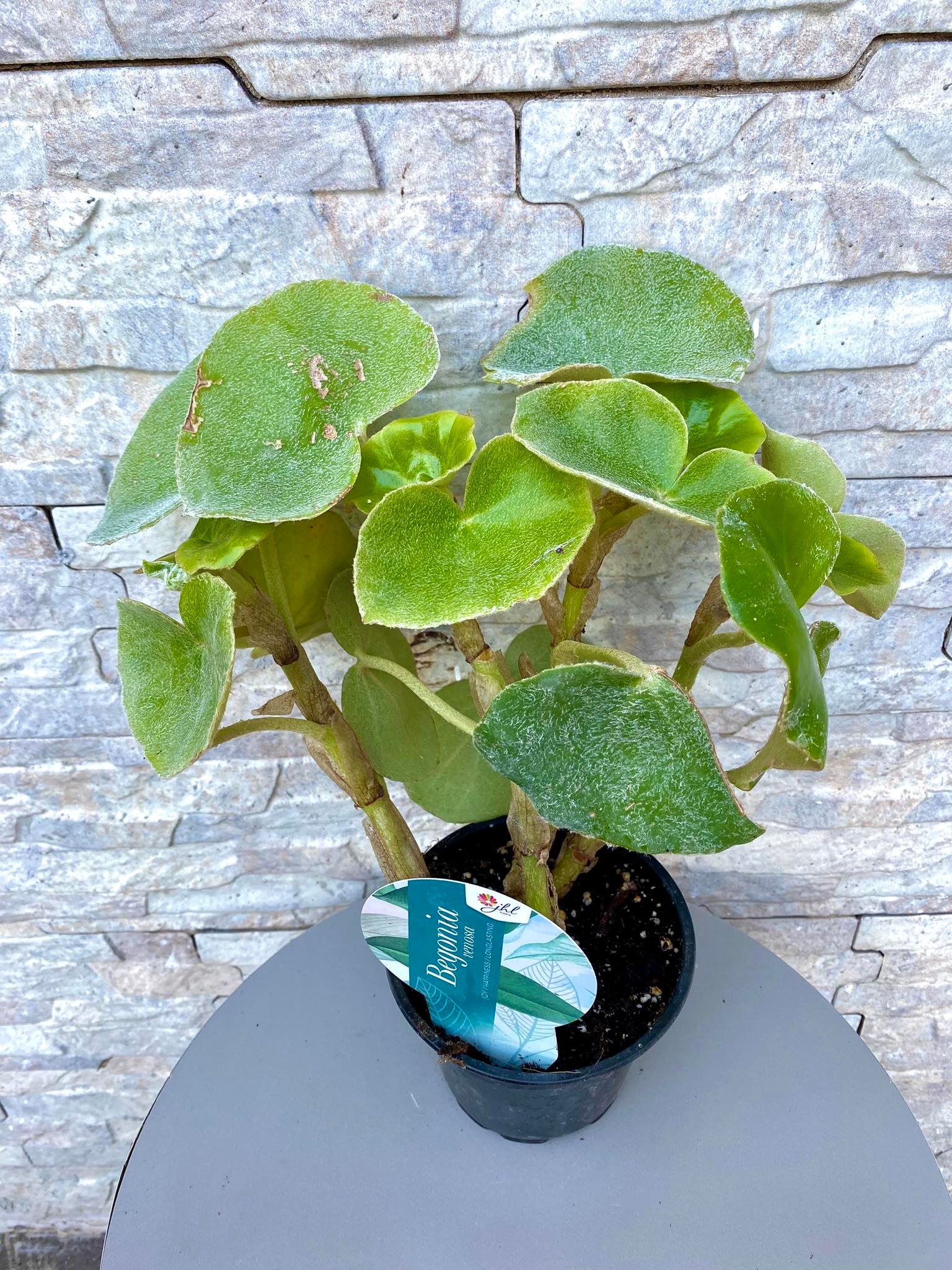 Begonya (Begonia) Venosa 