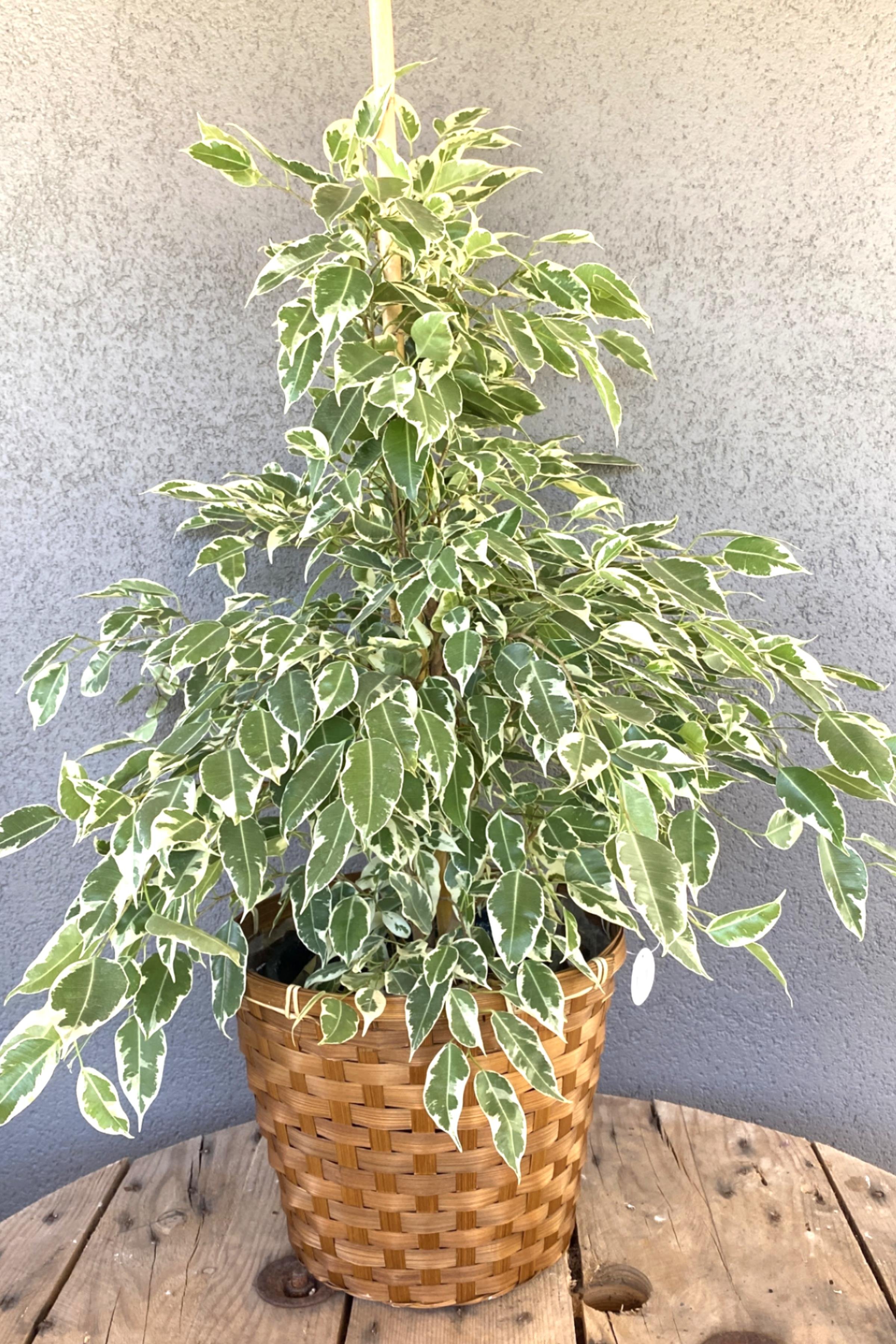Benjamin Starlight Alacalı 120 cm Tek Gövde