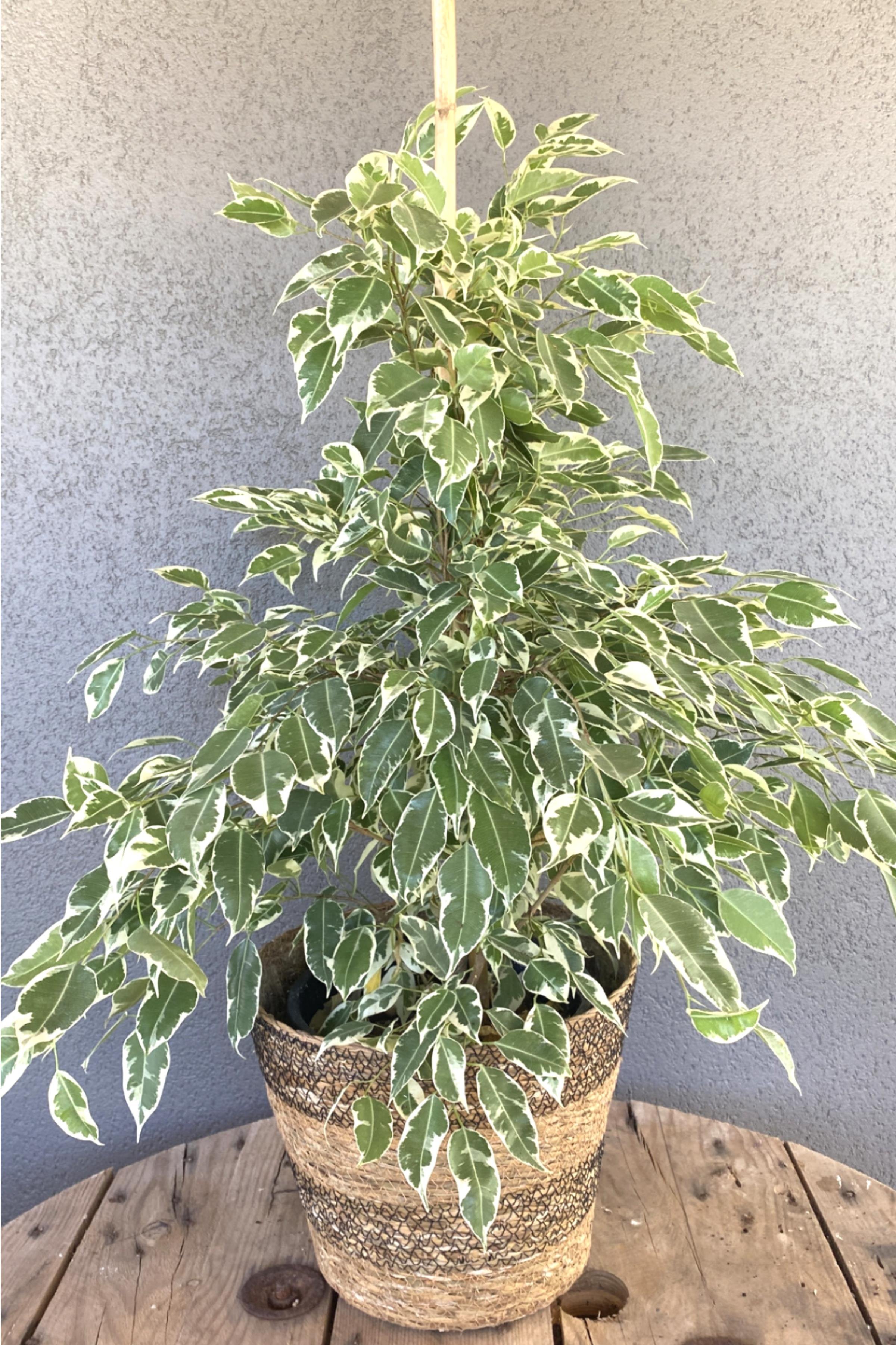 Benjamin Starlight Alacalı 120 cm Tek Gövde