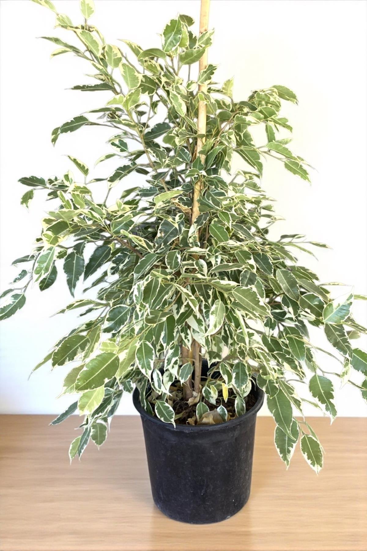 Benjamin Starlight Alacalı 90-100 cm Tek Gövde