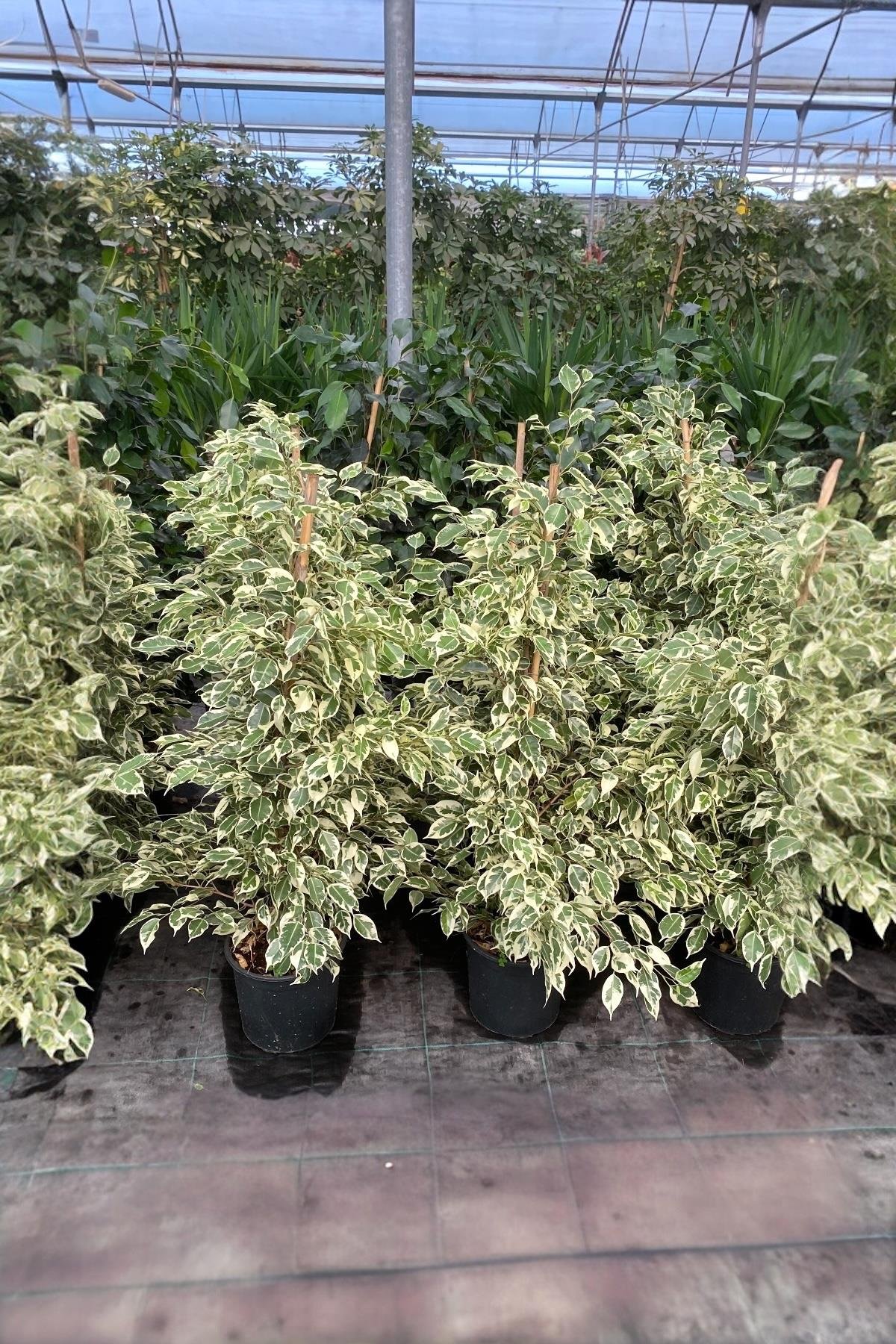 Benjamin Starlight Alacalı 90-100 cm Tek Gövde